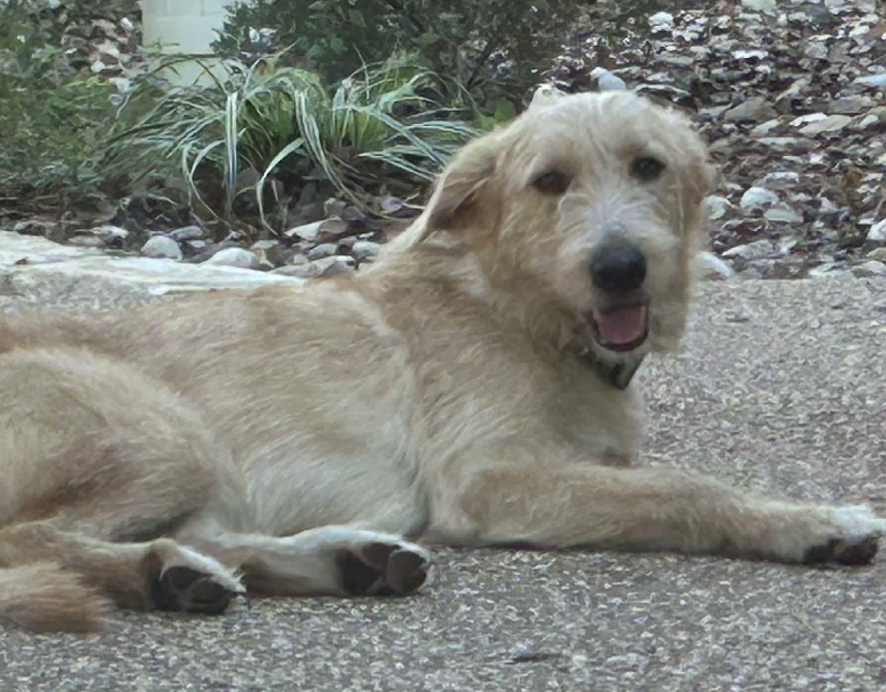 Enlarge Finn, a Adoptable mixed breed in Temple, TX image 5/5