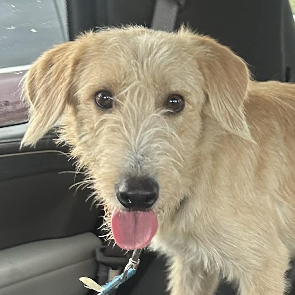 Finn, Adoptable, Young Male Labrador Retriever & Irish Wolfhound.