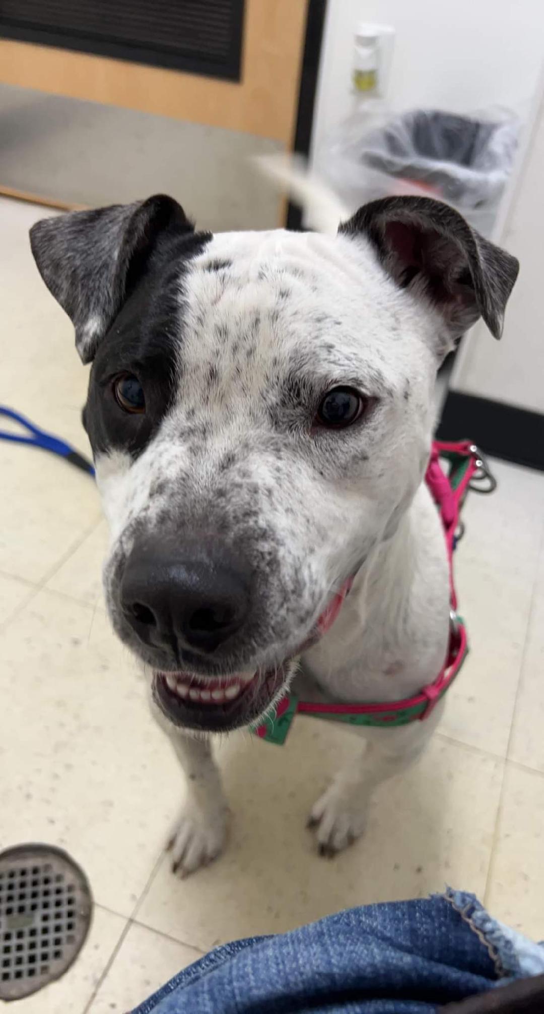 Trintalina, a Adoptable mixed breed in Lumberton, NC image 1/3