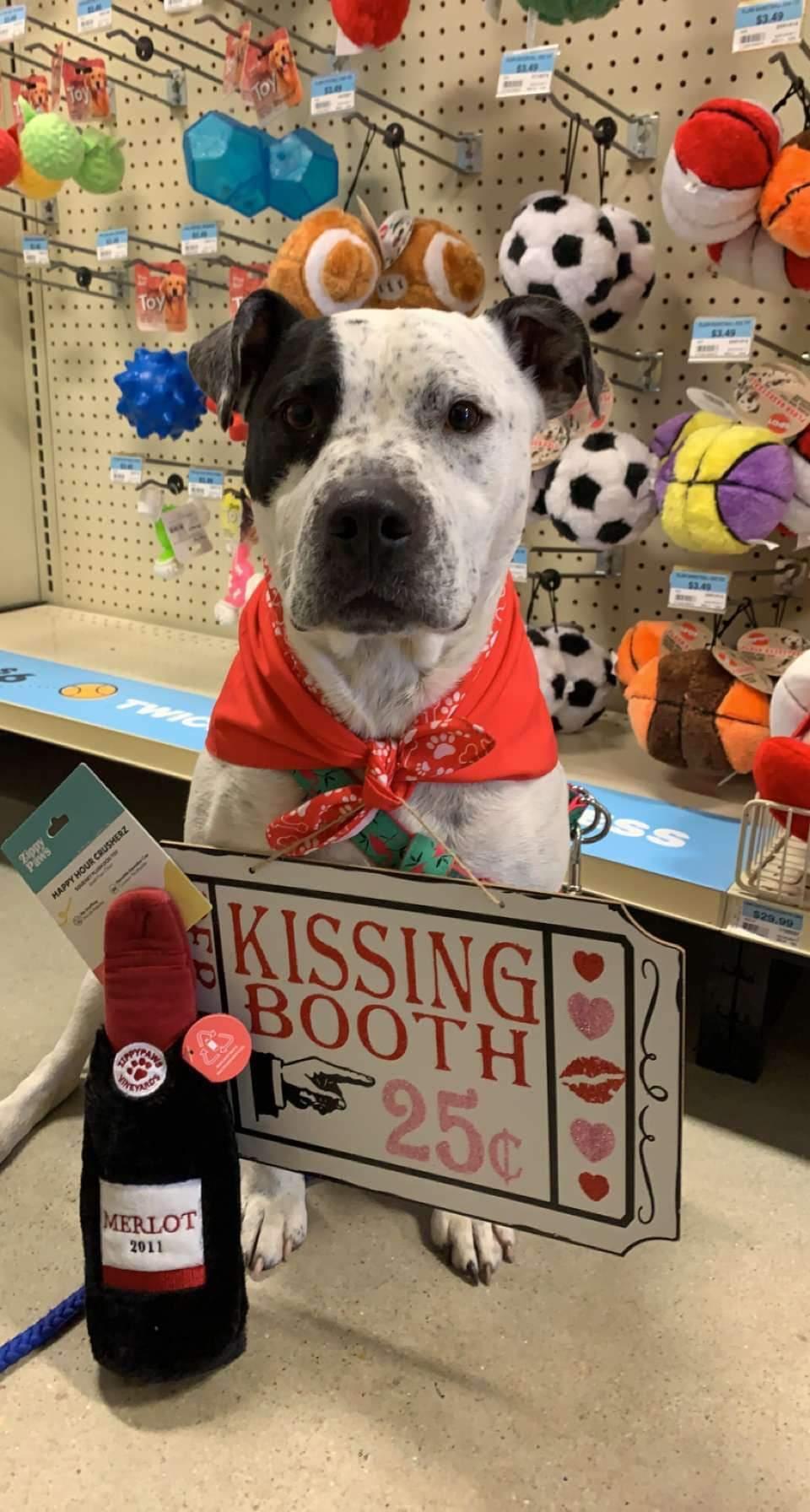 Trintalina, a Adoptable mixed breed in Lumberton, NC image 3/3