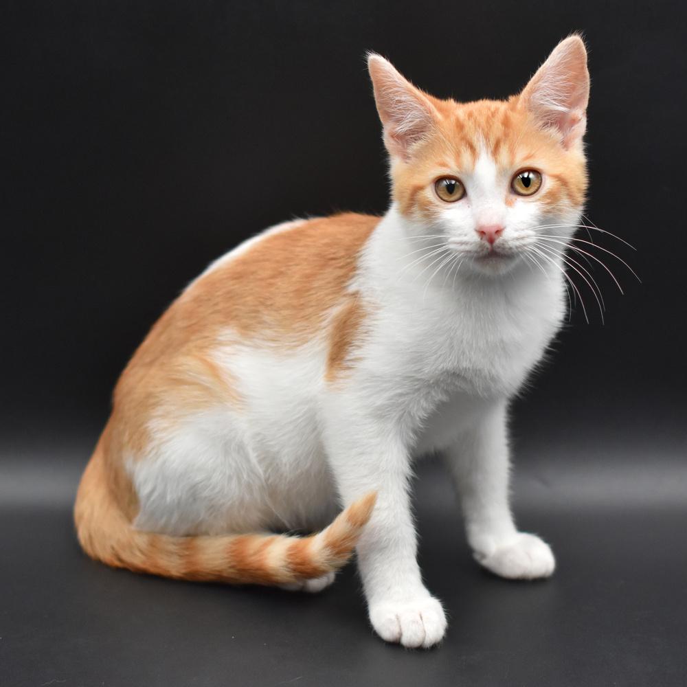 Tortellini, Adoptable, Kitten Male Domestic Short Hair.