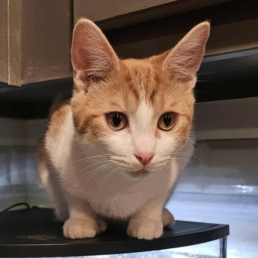 Tortellini, a Adoptable Domestic Short Hair in Chicago, IL image 2/2