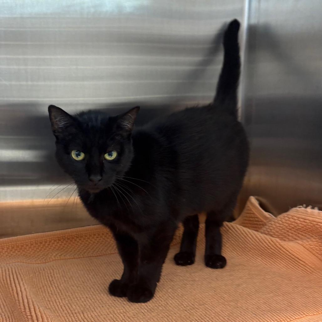 Enlarge Autumn, a Adoptable Domestic Short Hair in Morganton, NC image 1/4