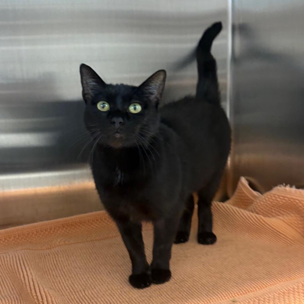 Enlarge Autumn, a Adoptable Domestic Short Hair in Morganton, NC image 2/4