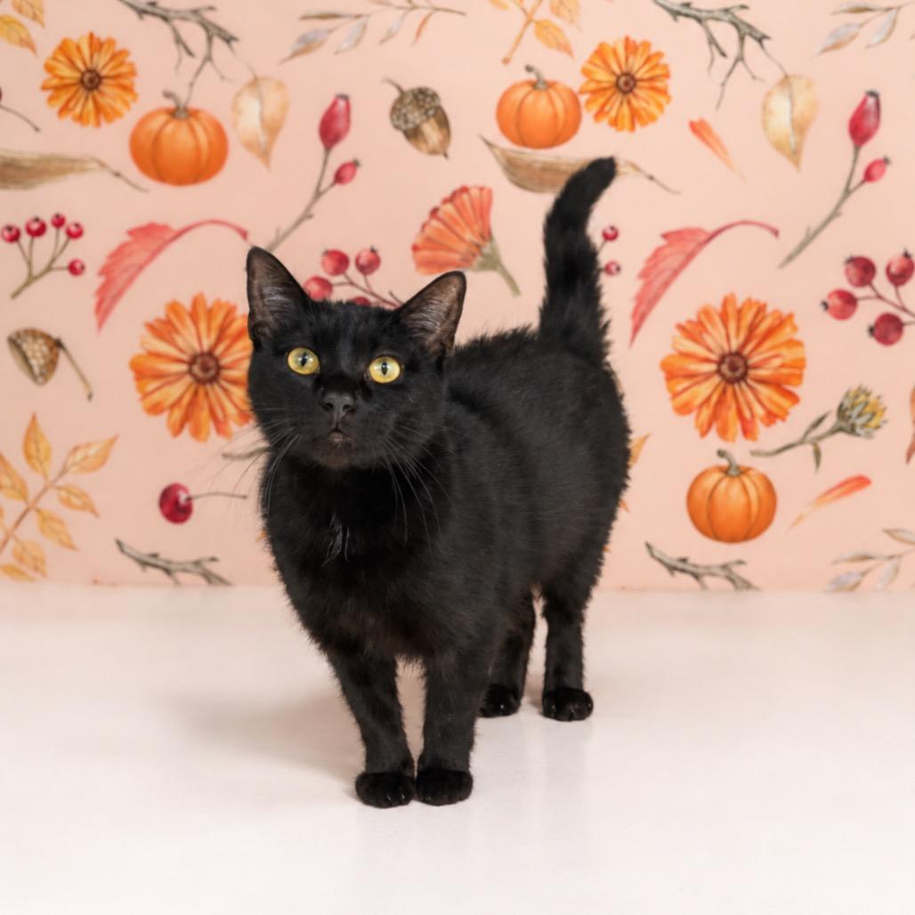 Enlarge Autumn, a Adoptable Domestic Short Hair in Morganton, NC image 3/4