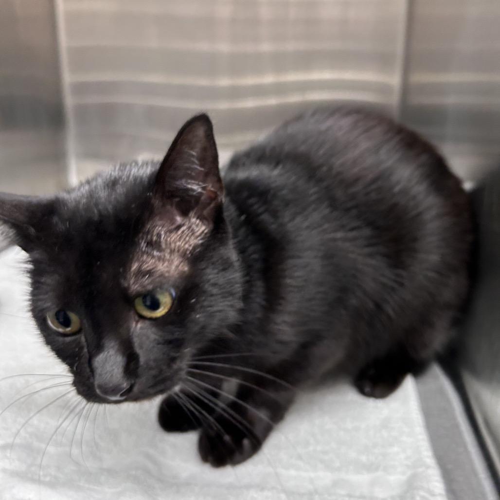 Enlarge Autumn, a Adoptable Domestic Short Hair in Morganton, NC image 4/4