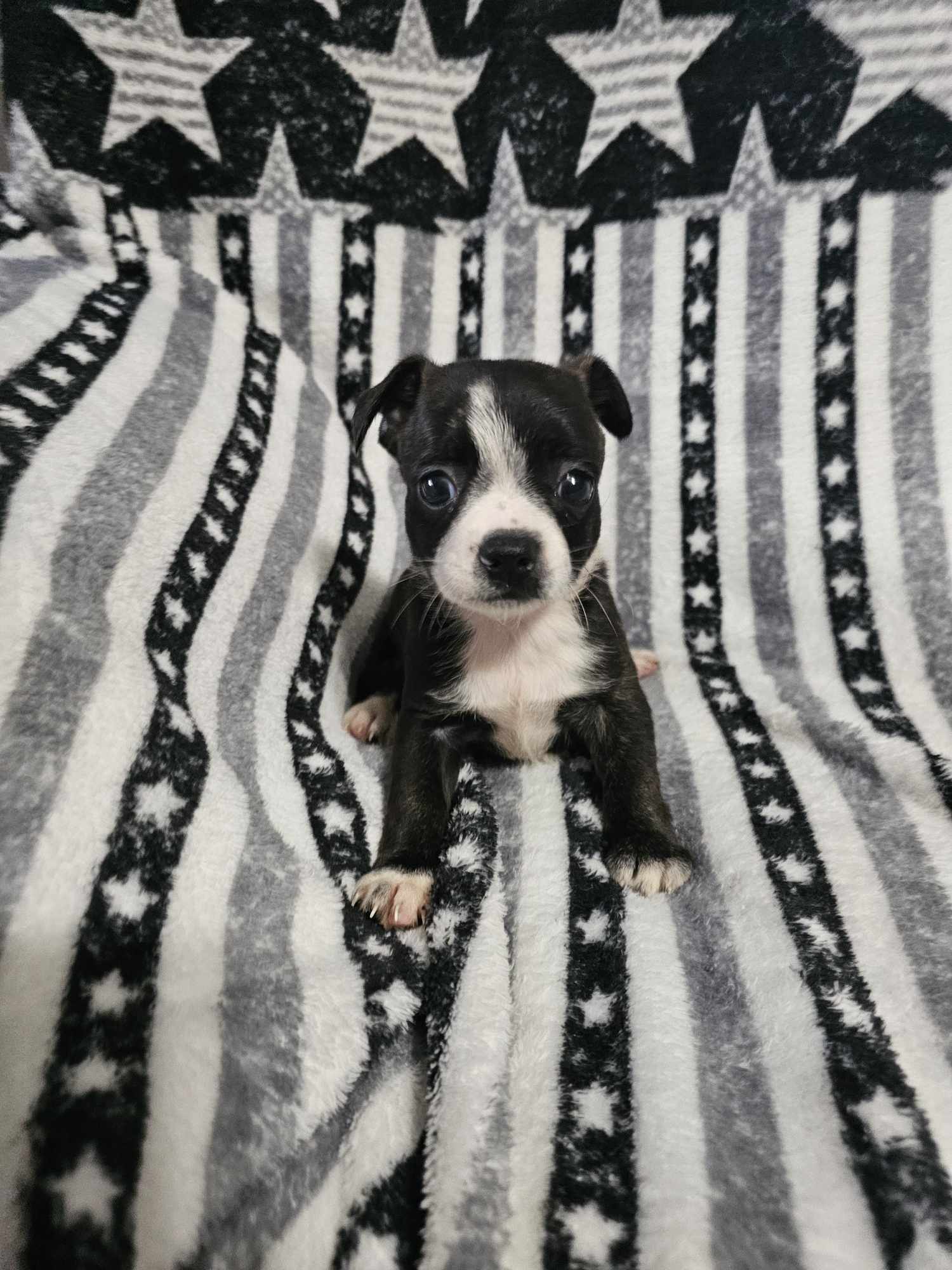 Enlarge Puppy #2, a Adopted Boston Terrier in Linton, IN image 1/2