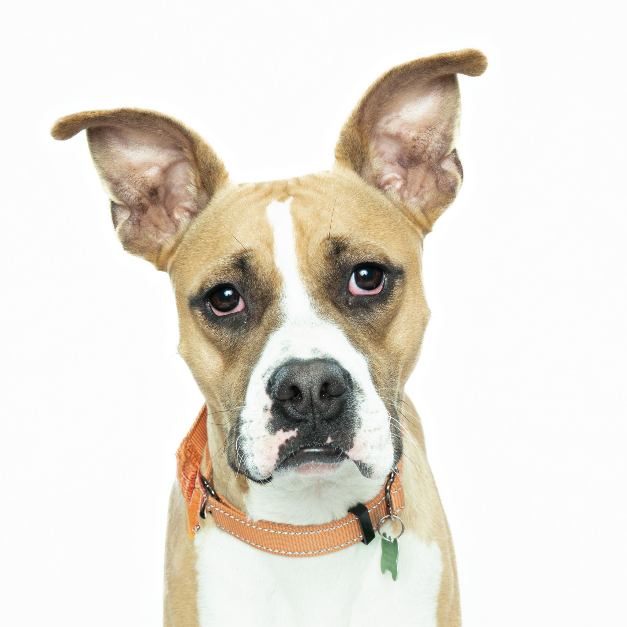 Enlarge Argo, an adoptable mixed breed in Itasca, IL image 3/6
