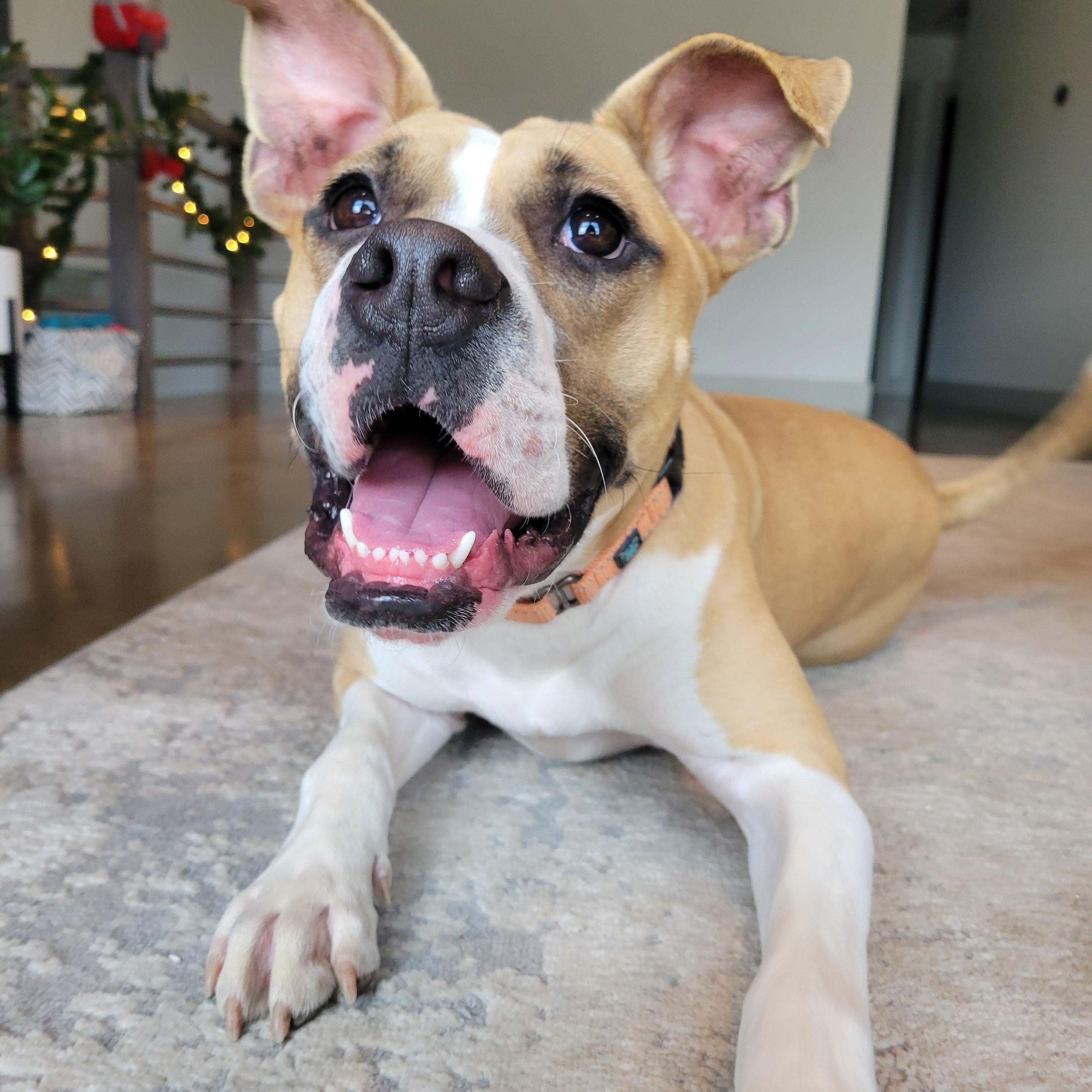 Argo, adoptable, Young Male Boxer & American Staffordshire Terrier.