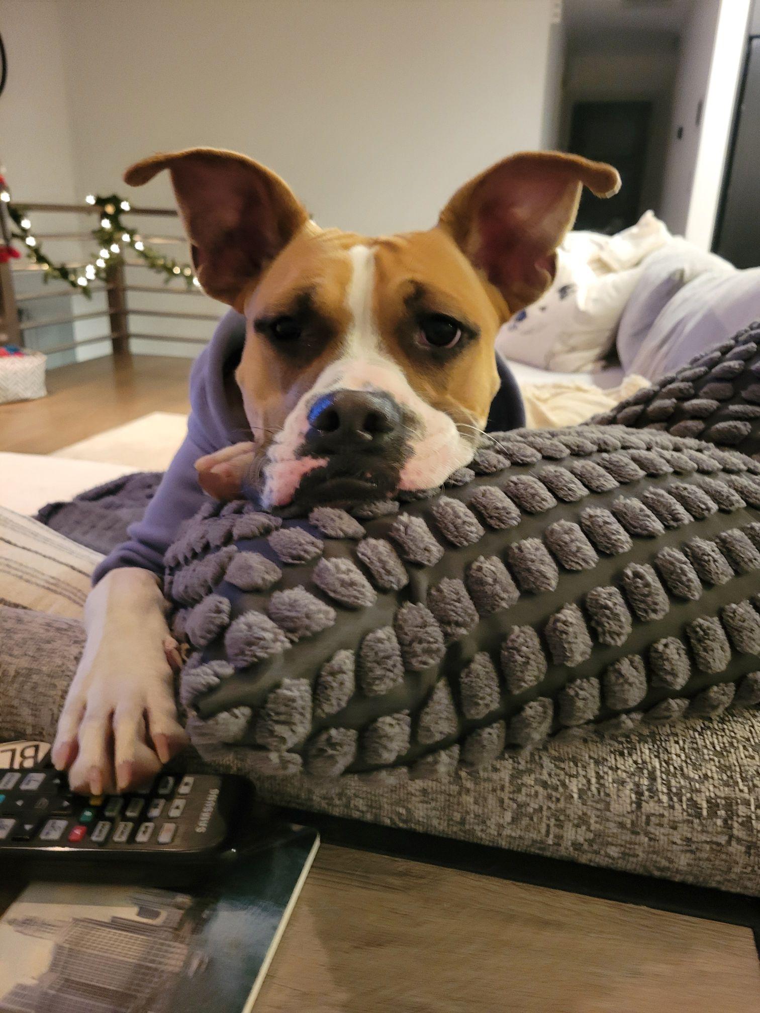 Enlarge Argo, an adoptable mixed breed in Itasca, IL image 5/5