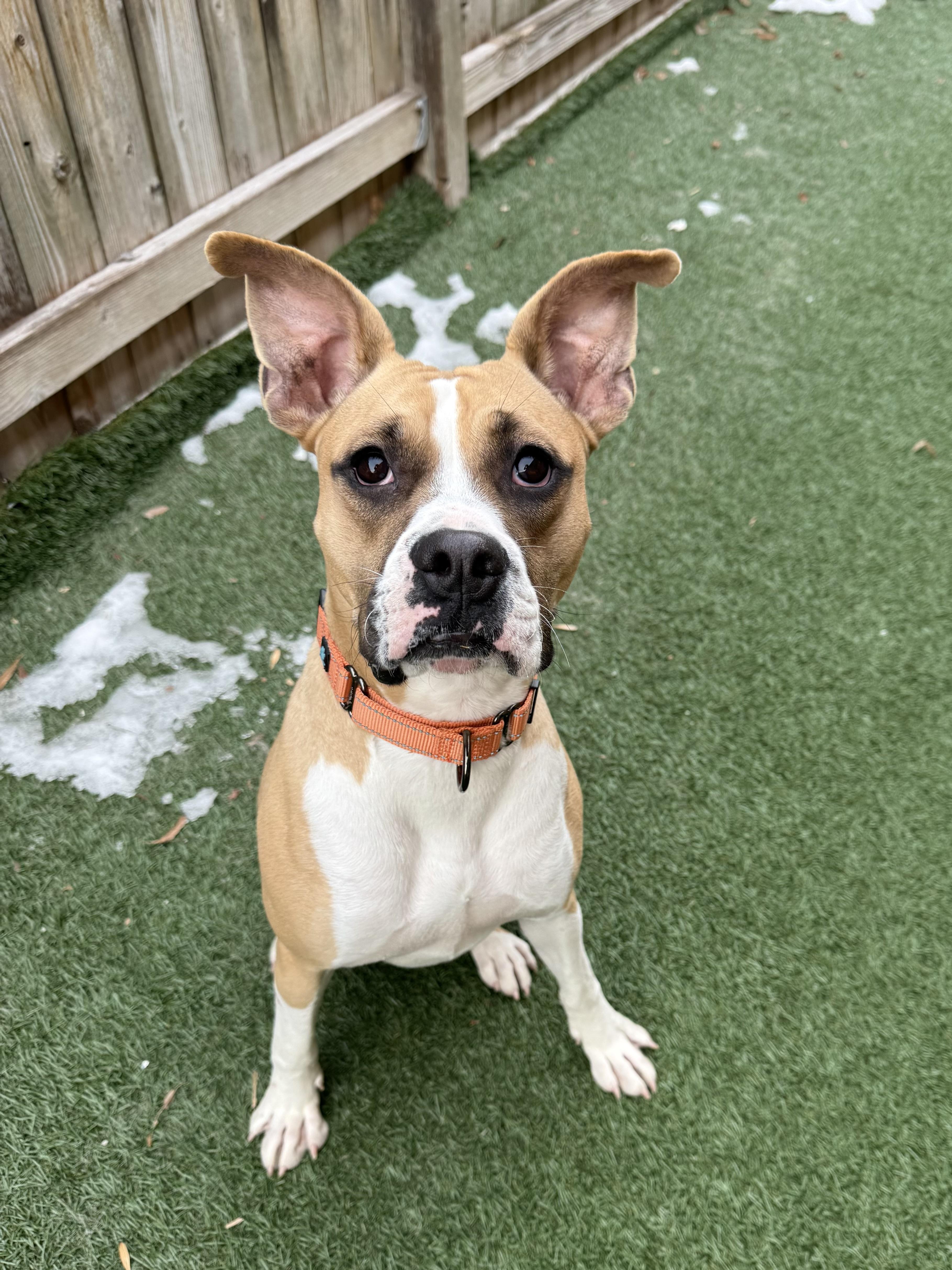 Enlarge Argo, an adoptable mixed breed in Itasca, IL image 3/5