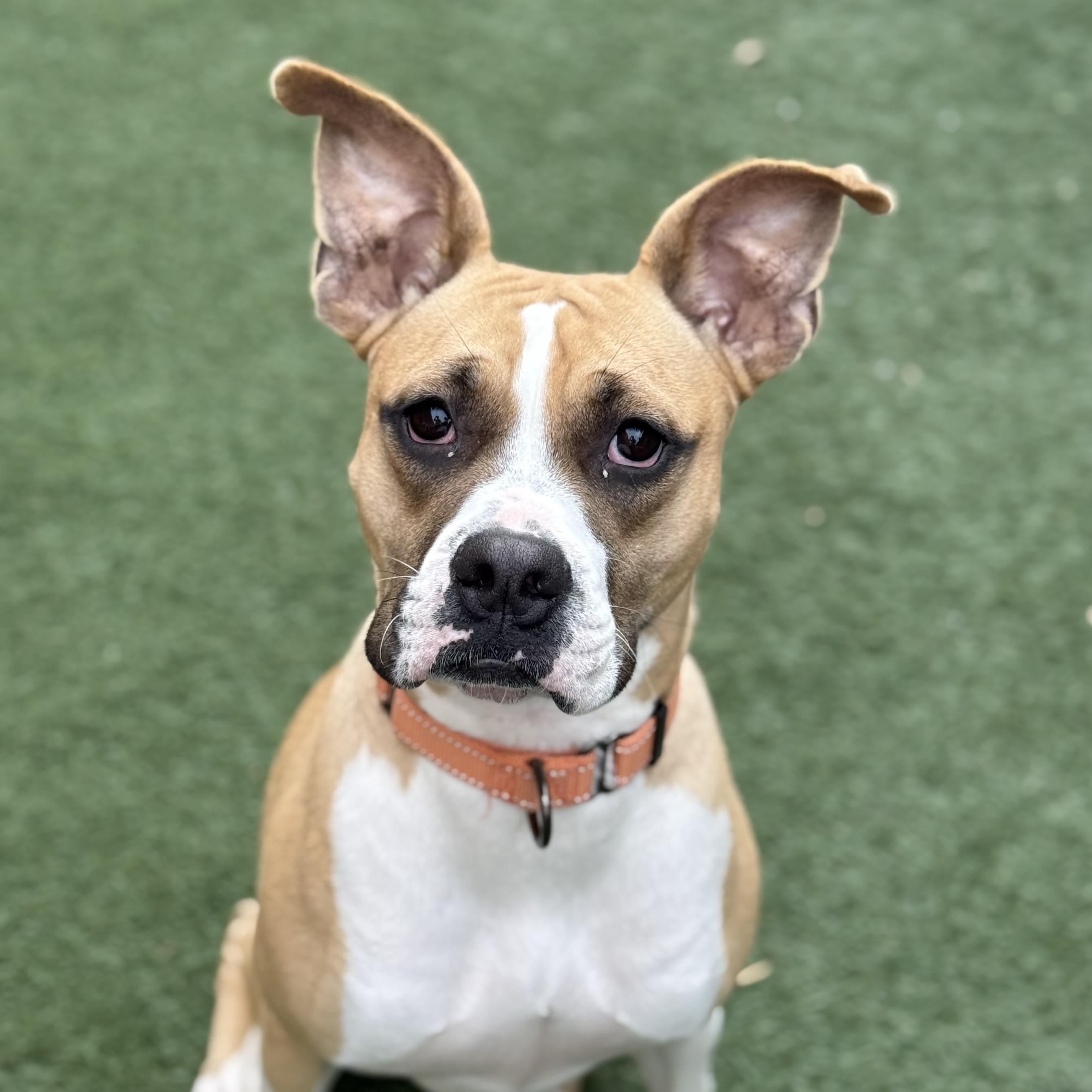 Enlarge Argo, an adoptable mixed breed in Itasca, IL image 2/5