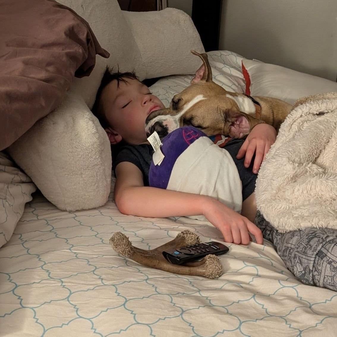 Enlarge Argo, an adoptable mixed breed in Itasca, IL image 6/6