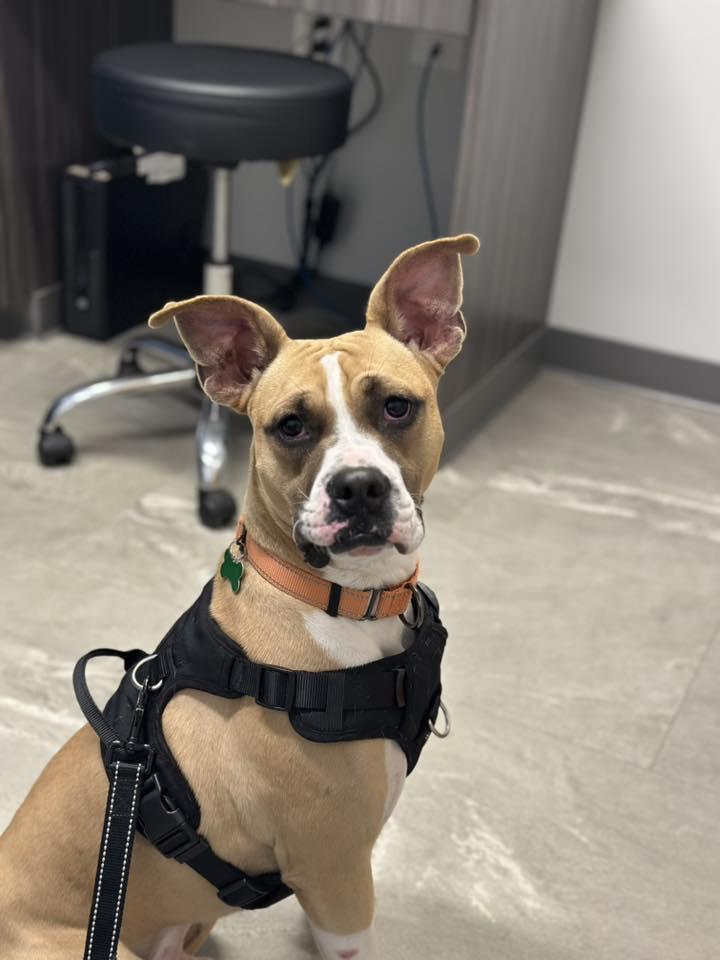 Enlarge Argo, an adoptable mixed breed in Itasca, IL image 4/5