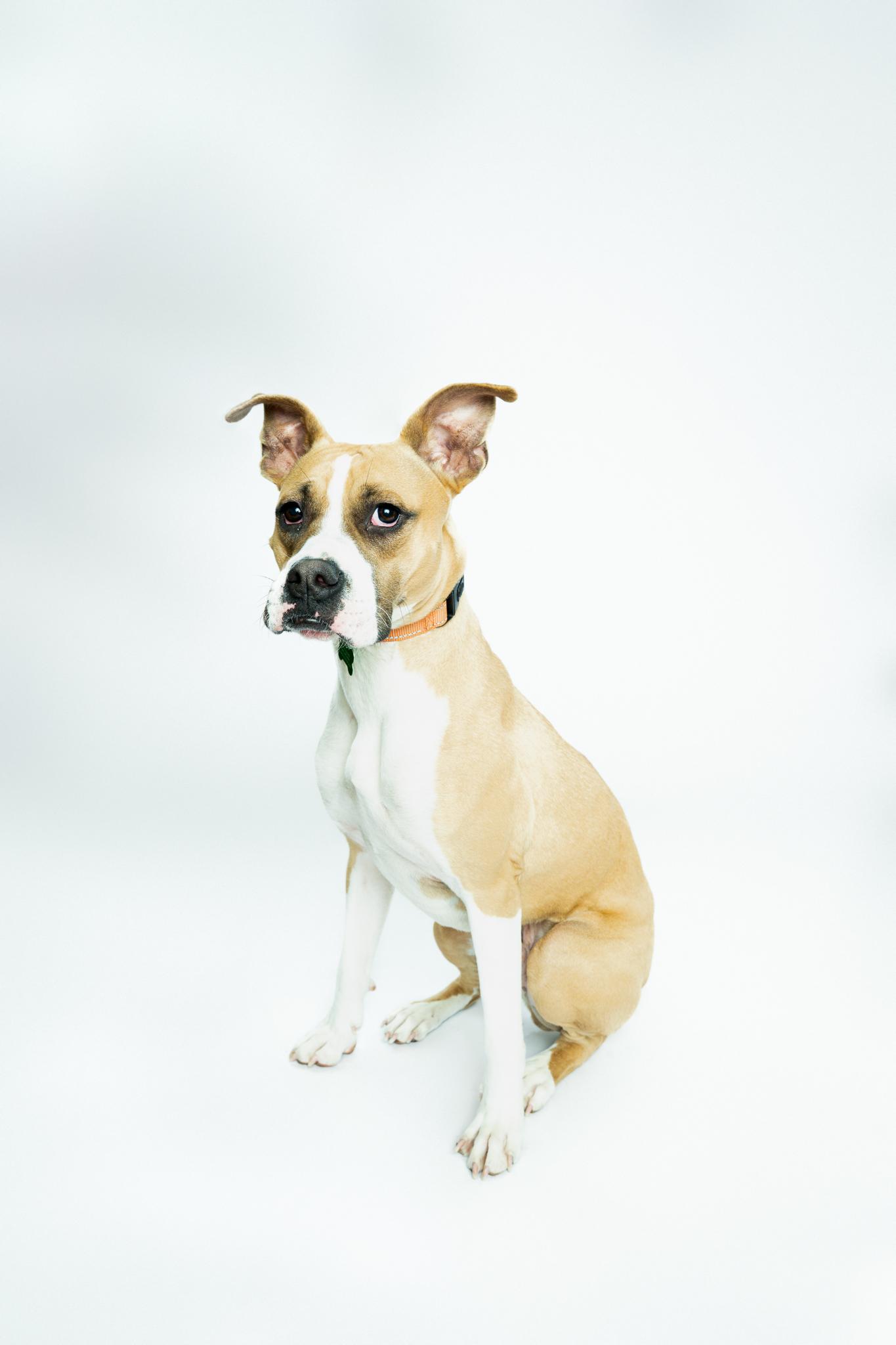 Enlarge Argo, an adoptable mixed breed in Itasca, IL image 2/6