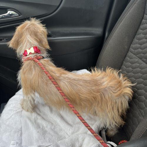 Sunny, Adoptable, Puppy Female Wirehaired Dachshund & Mixed Breed.