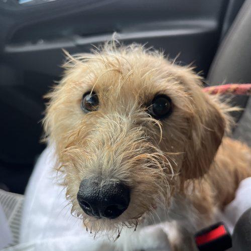 Enlarge Sunny, a Adoptable mixed breed in Edmond, OK image 2/5
