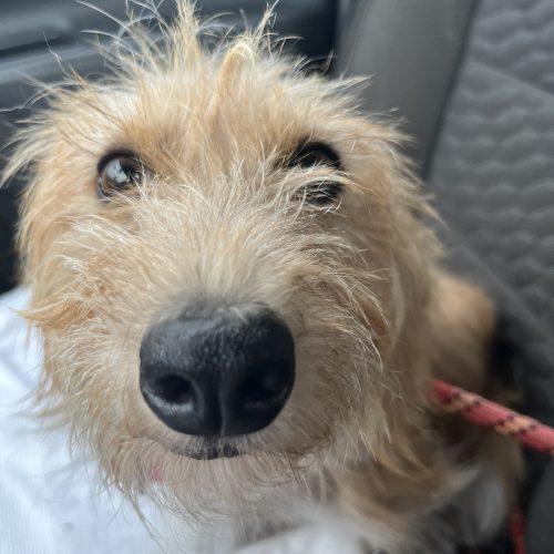 Enlarge Sunny, a Adoptable mixed breed in Edmond, OK image 4/5