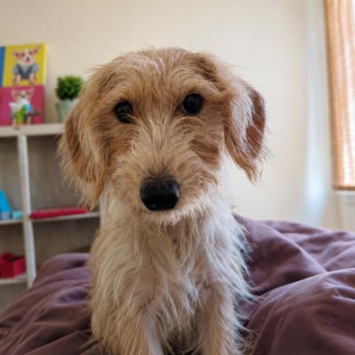 Enlarge Sunny, a Adoptable mixed breed in Edmond, OK image 5/5