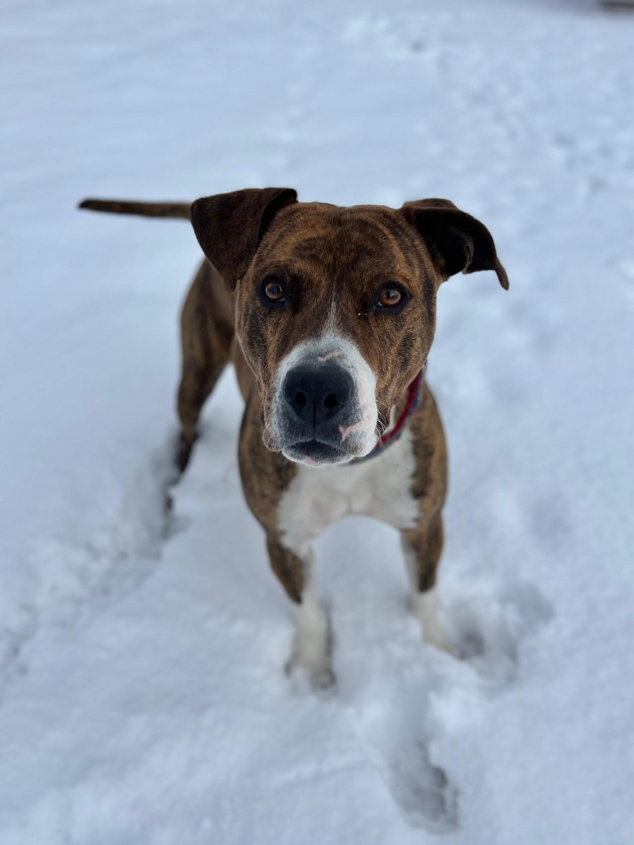 Enlarge Indie, an adoptable mixed breed in Eagle, CO image 4/6