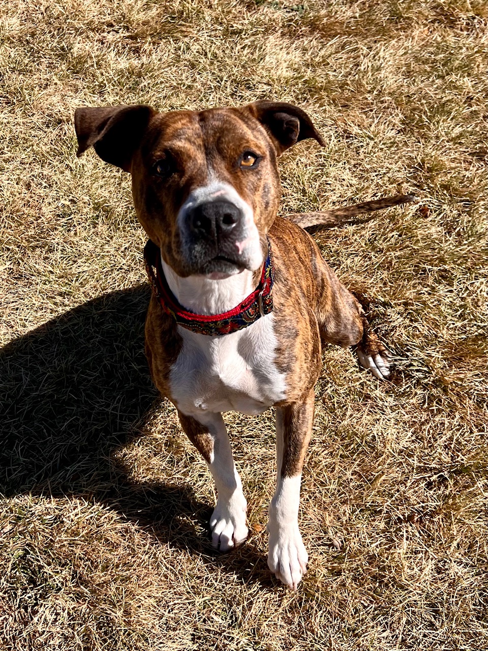 Enlarge Indie, an adoptable mixed breed in Eagle, CO image 6/6