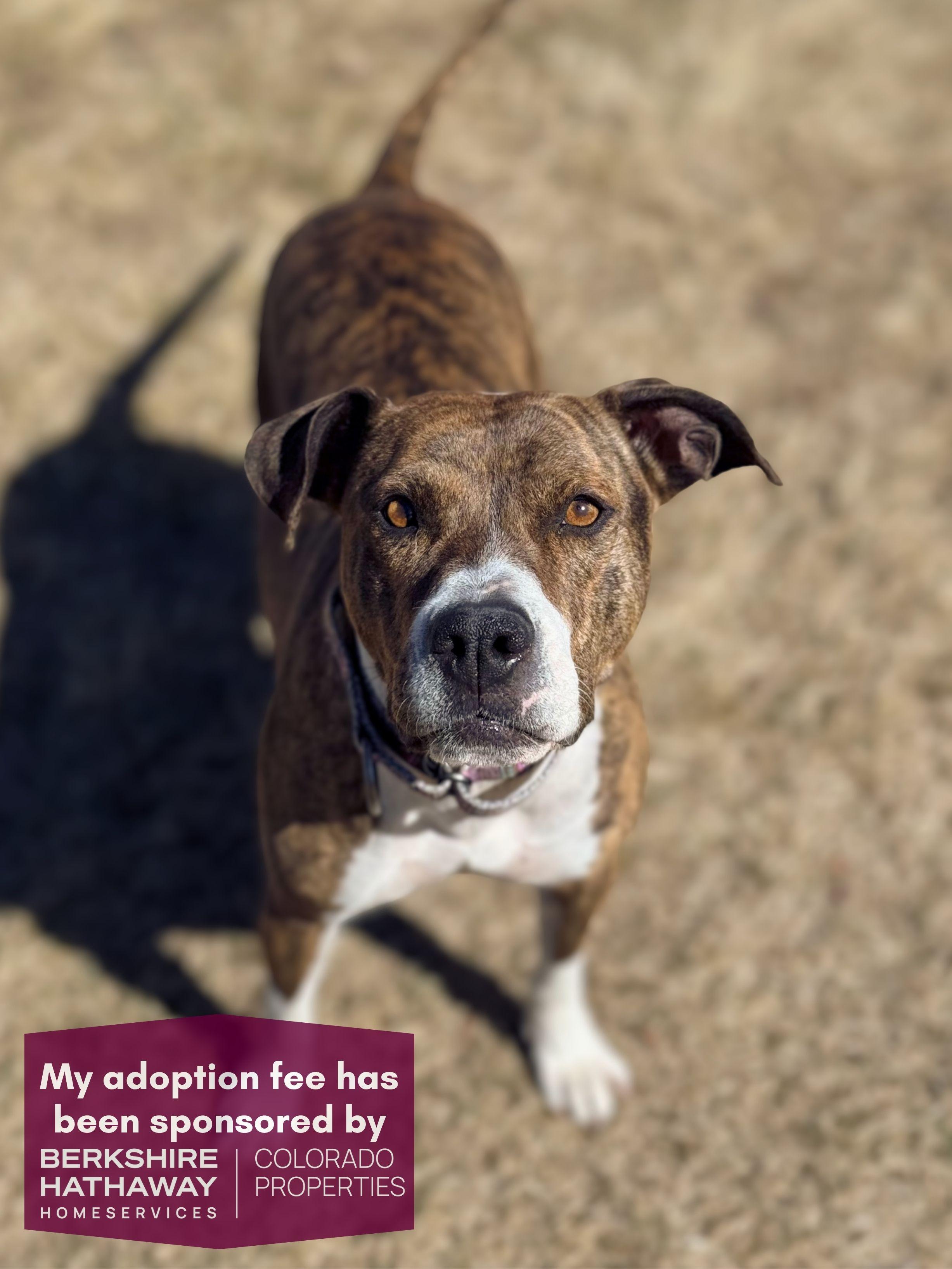 Indie, adoptable, Adult Female Pit Bull Terrier & Mixed Breed.