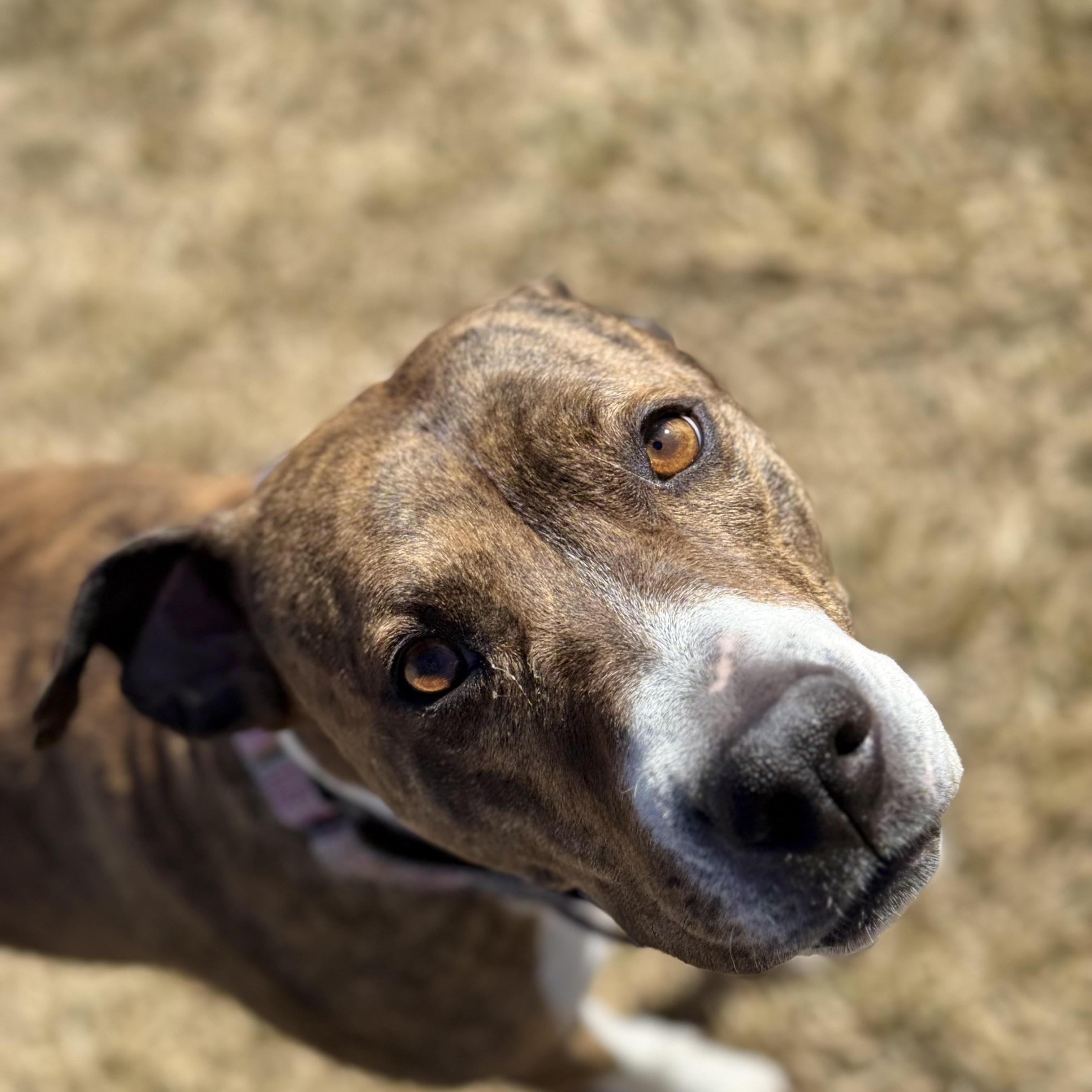 Enlarge Indie, an adoptable mixed breed in Eagle, CO image 1/6