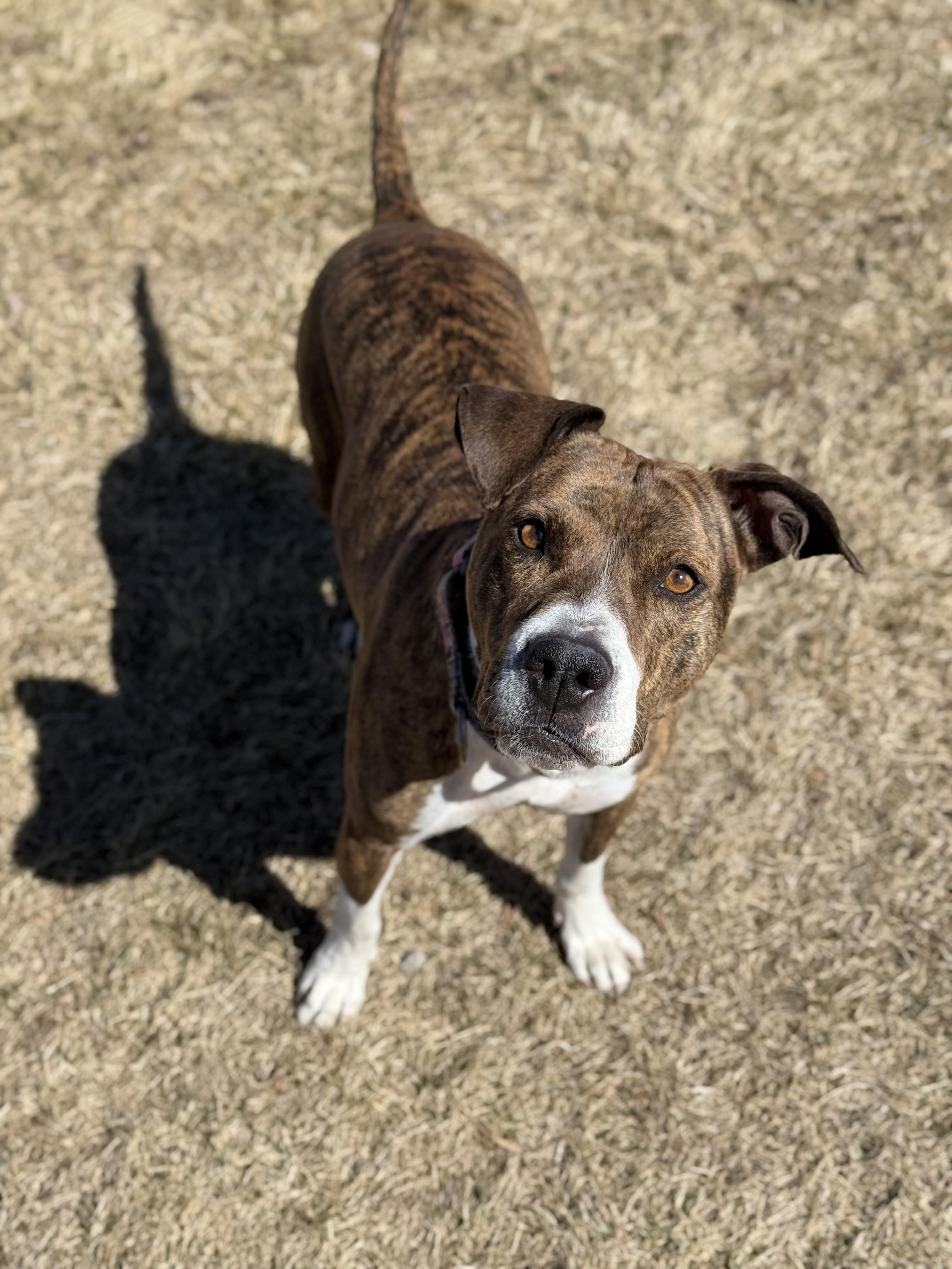 Enlarge Indie, an adoptable mixed breed in Eagle, CO image 2/6