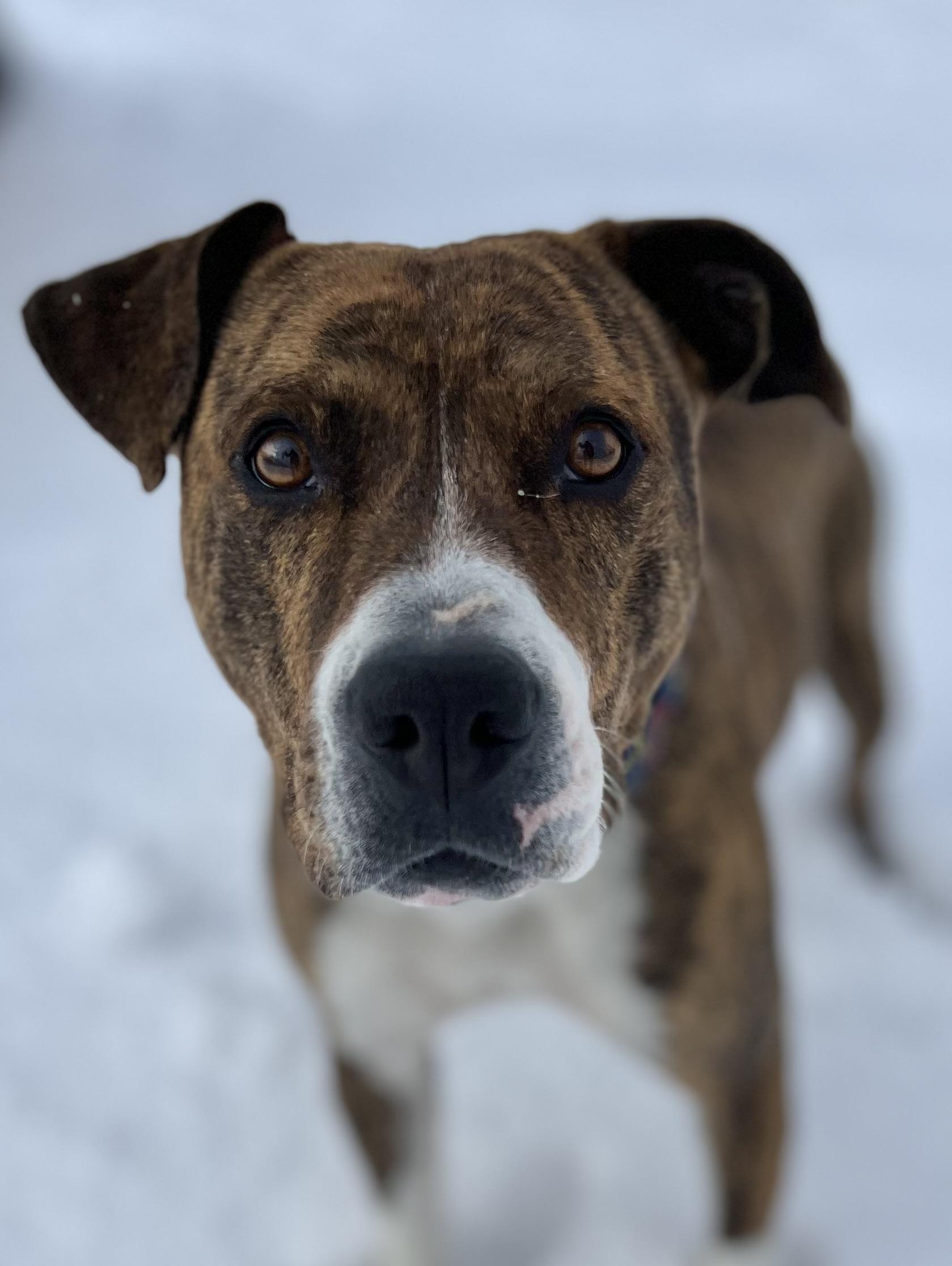 Enlarge Indie, an adoptable mixed breed in Eagle, CO image 5/6