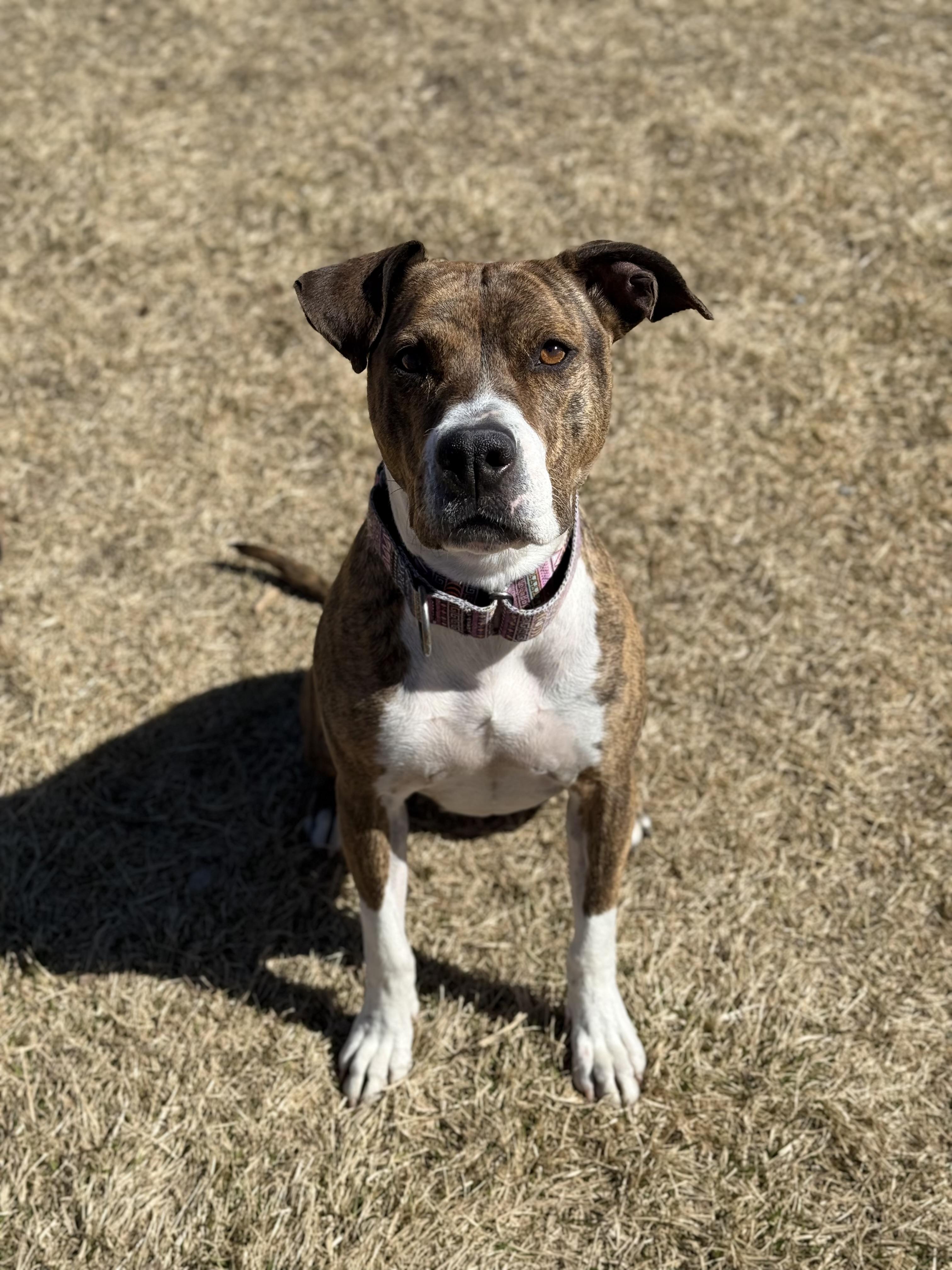 Enlarge Indie, an adoptable mixed breed in Eagle, CO image 3/6