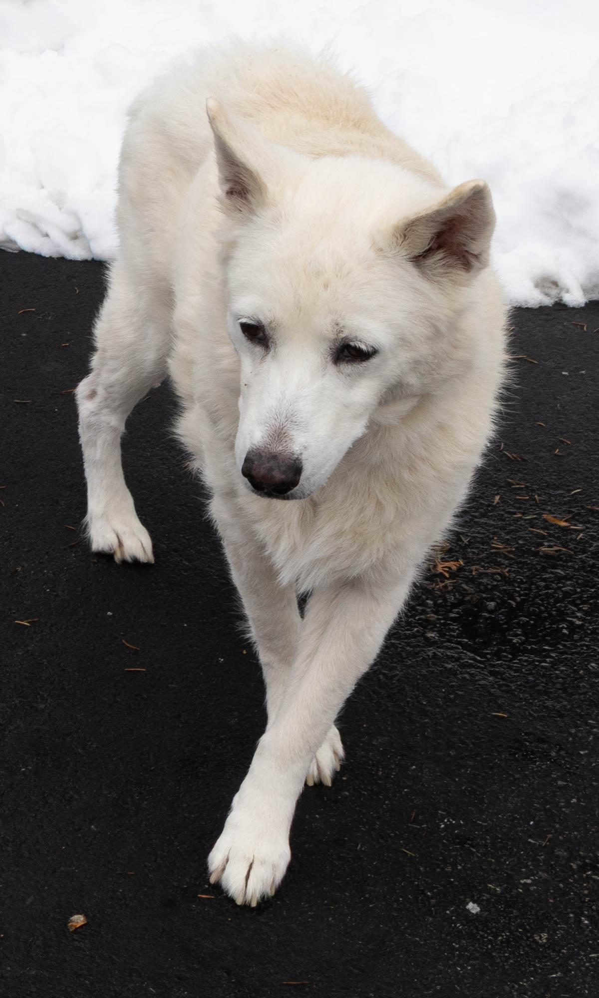 Snuggles  Hospice Placement