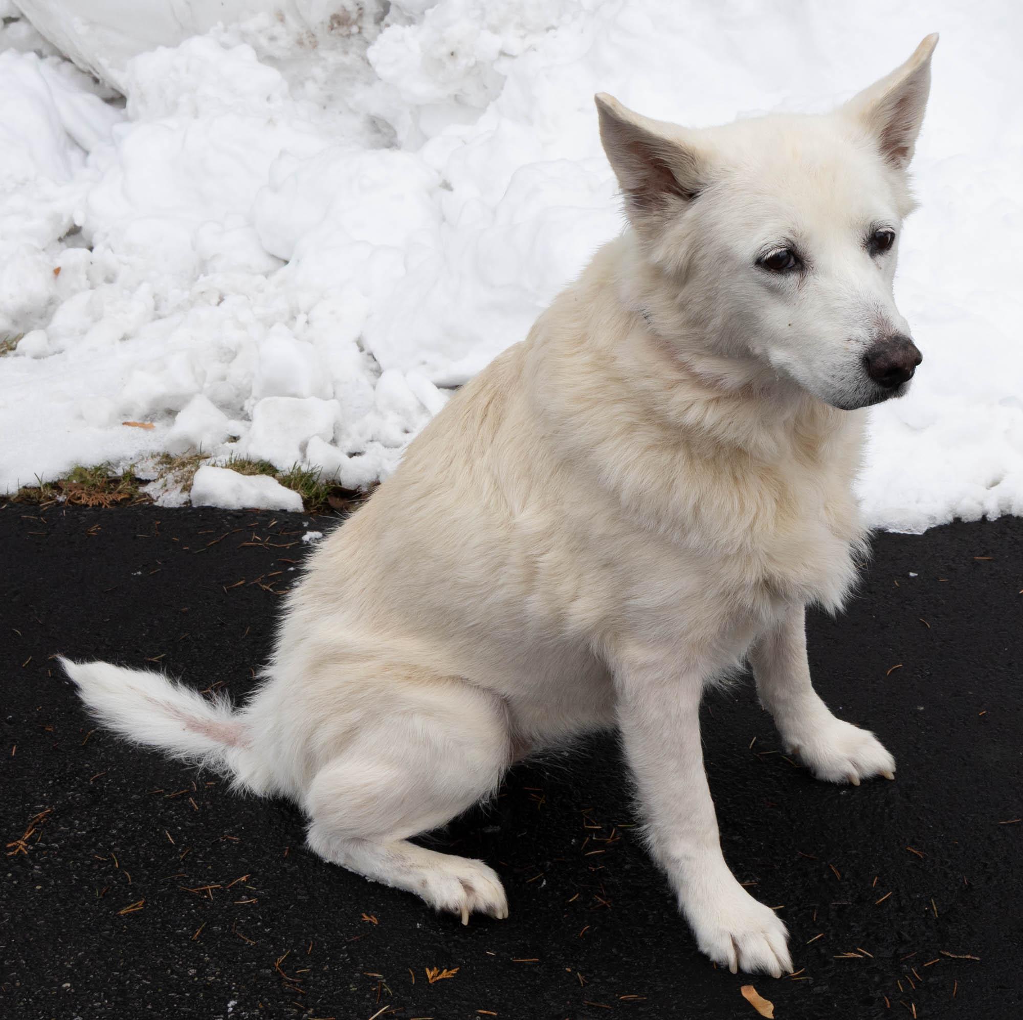 Snuggles  Hospice Placement thumbnail 3