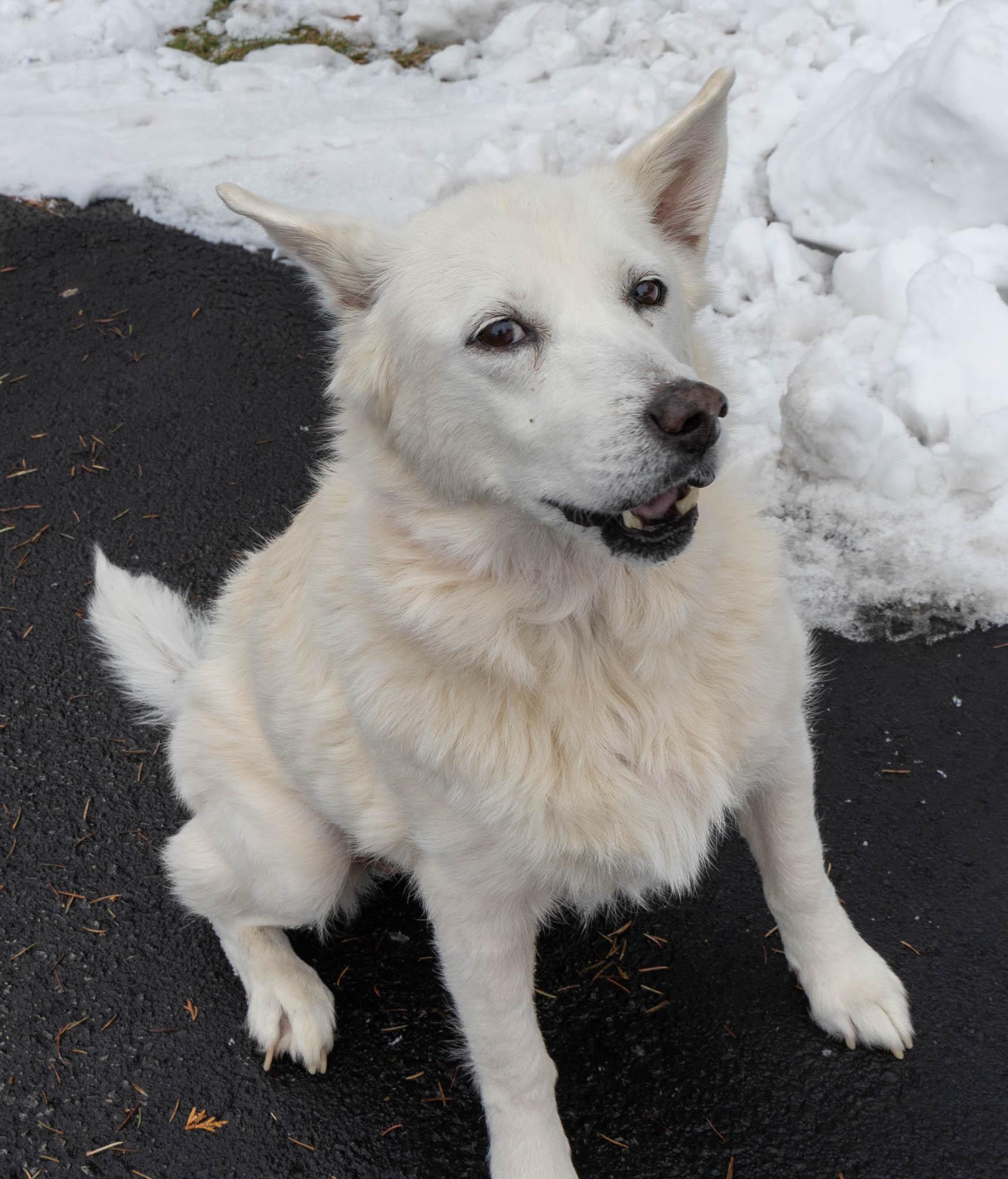 Snuggles  Hospice Placement thumbnail 4