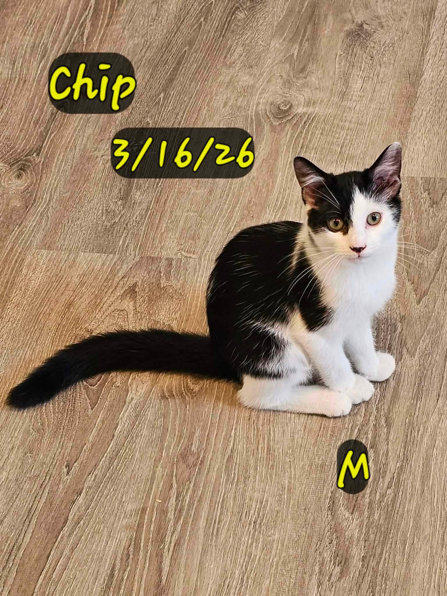Chip, Adoptable, Young Male Domestic Short Hair.