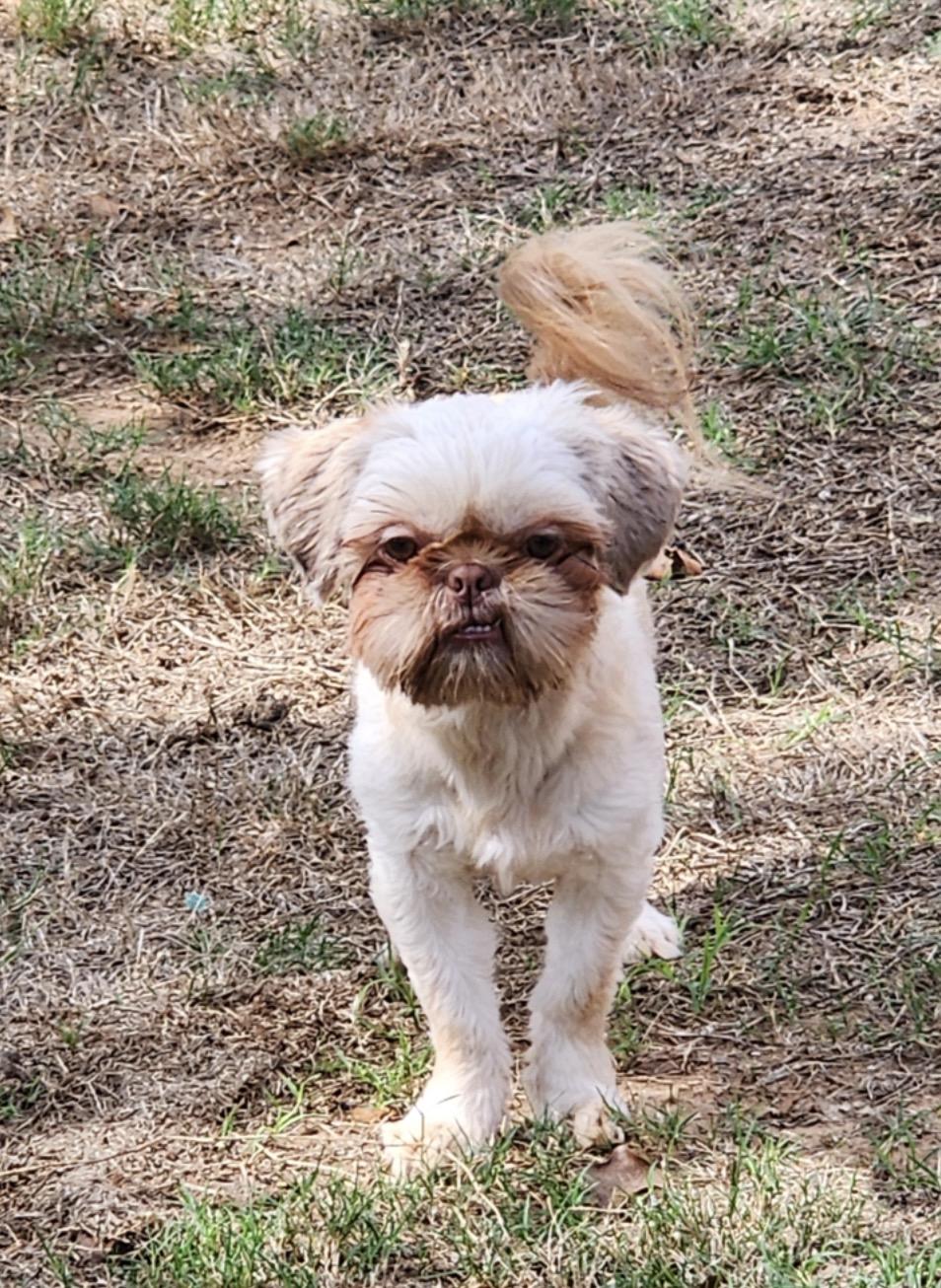 Delilah, Adoptable, Young Female Shih Tzu.