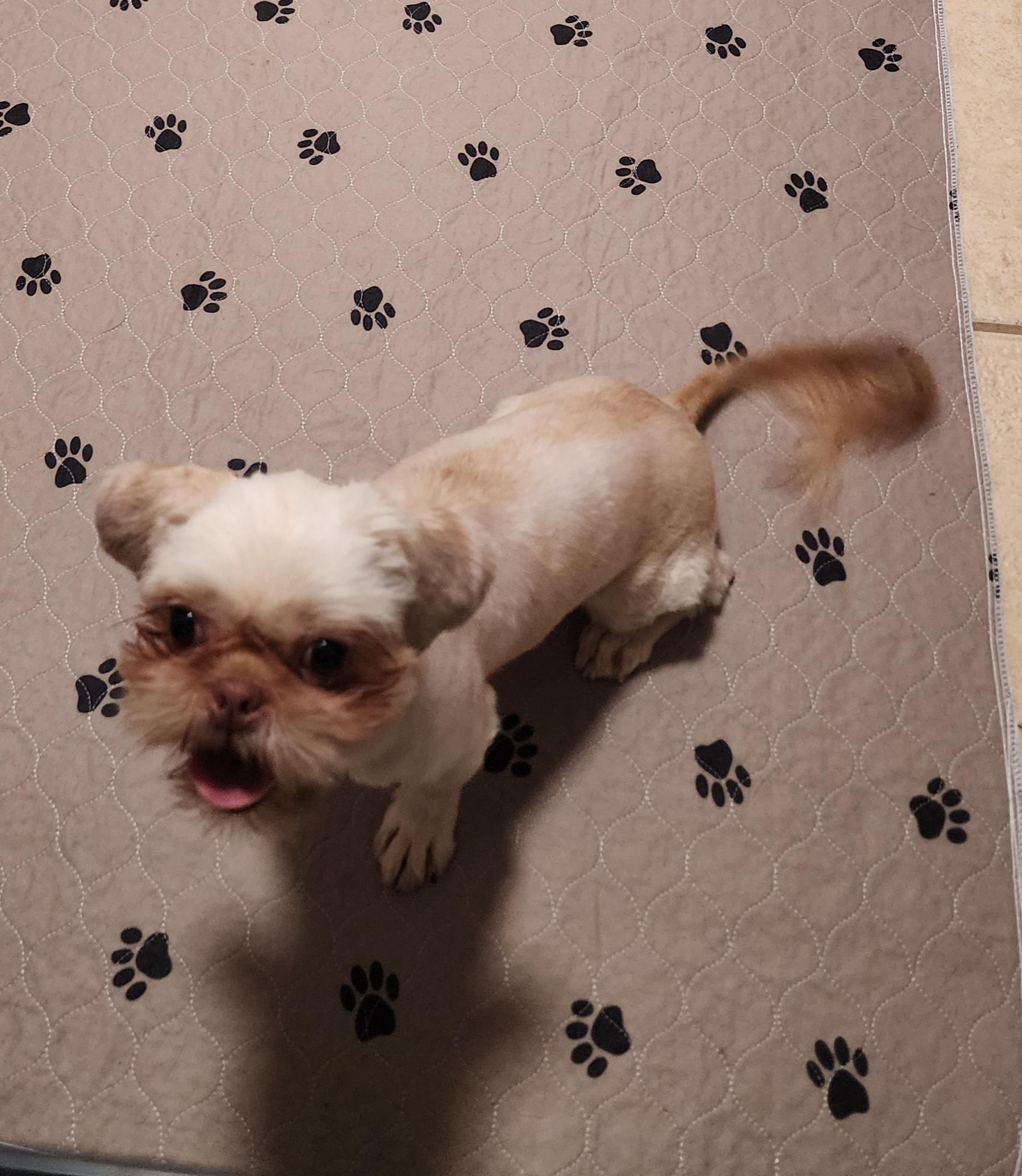 Enlarge Delilah, a Adoptable Shih Tzu in Houston, TX image 2/5