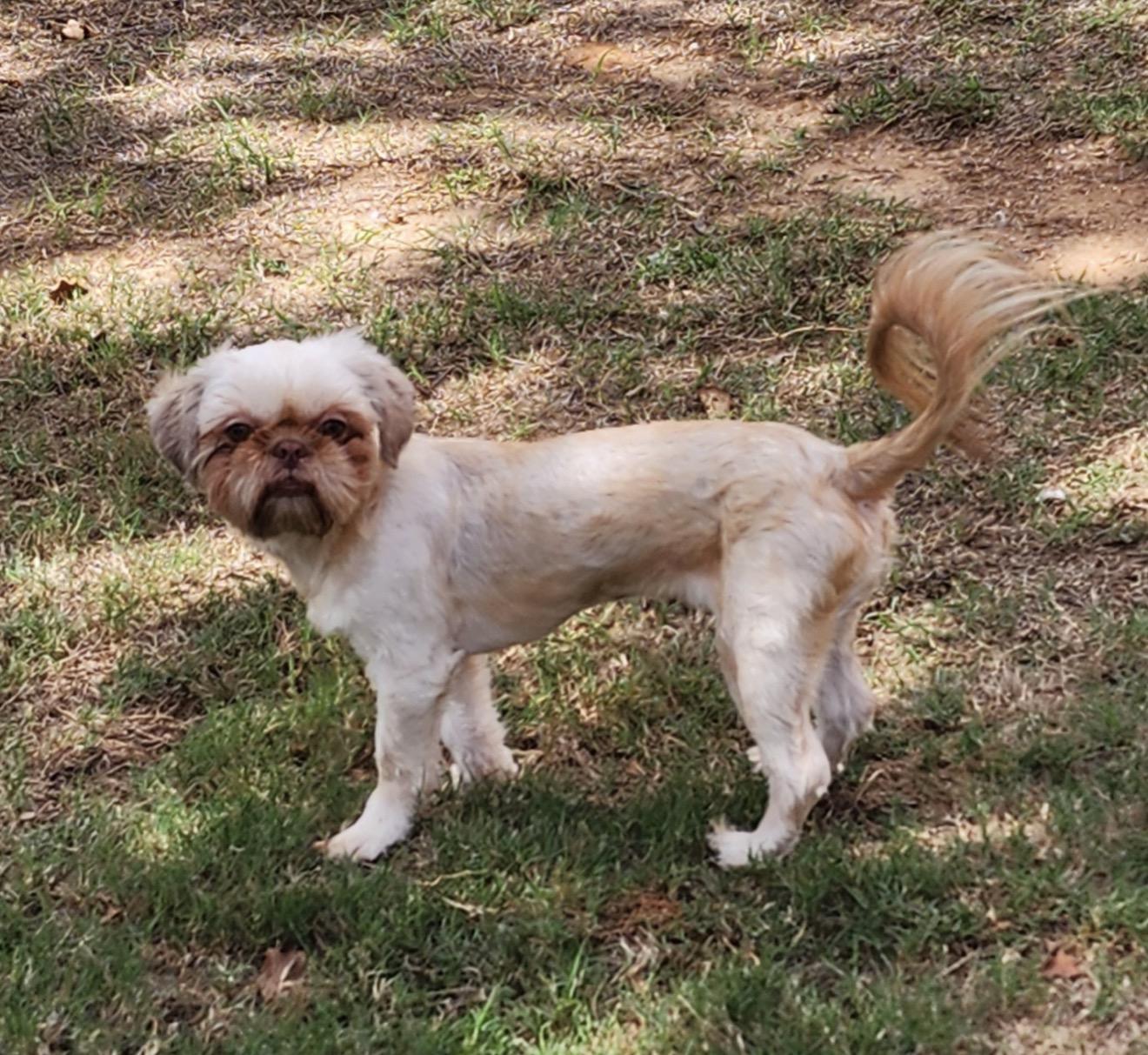 Enlarge Delilah, a Adoptable Shih Tzu in Houston, TX image 4/5