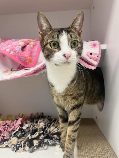 Enlarge Marley (ID 42705/4326), a ADOPTABLE Domestic Short Hair in Manassas, VA image 1/2