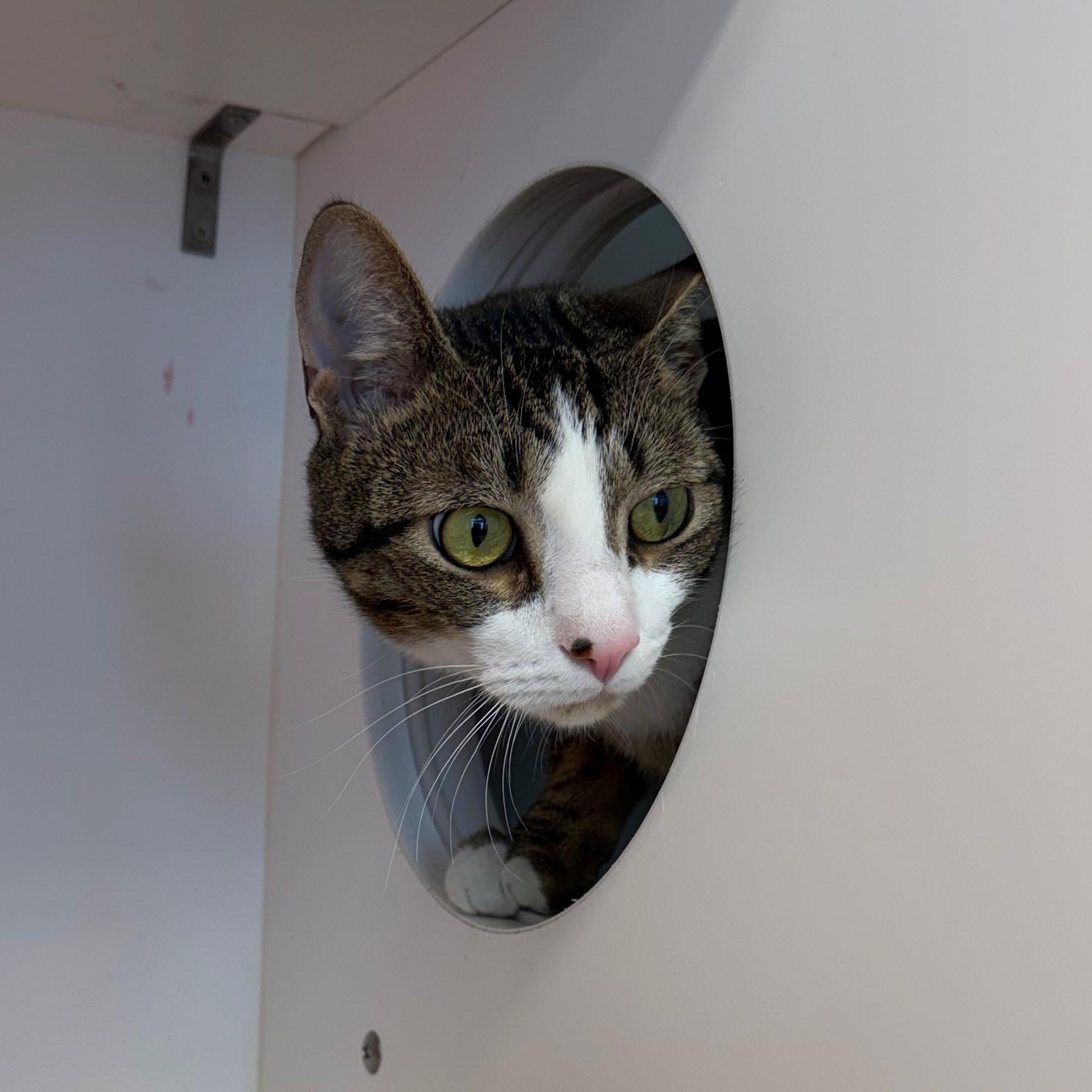 Enlarge Marley (ID 42705/4326), a ADOPTABLE Domestic Short Hair in Manassas, VA image 2/2