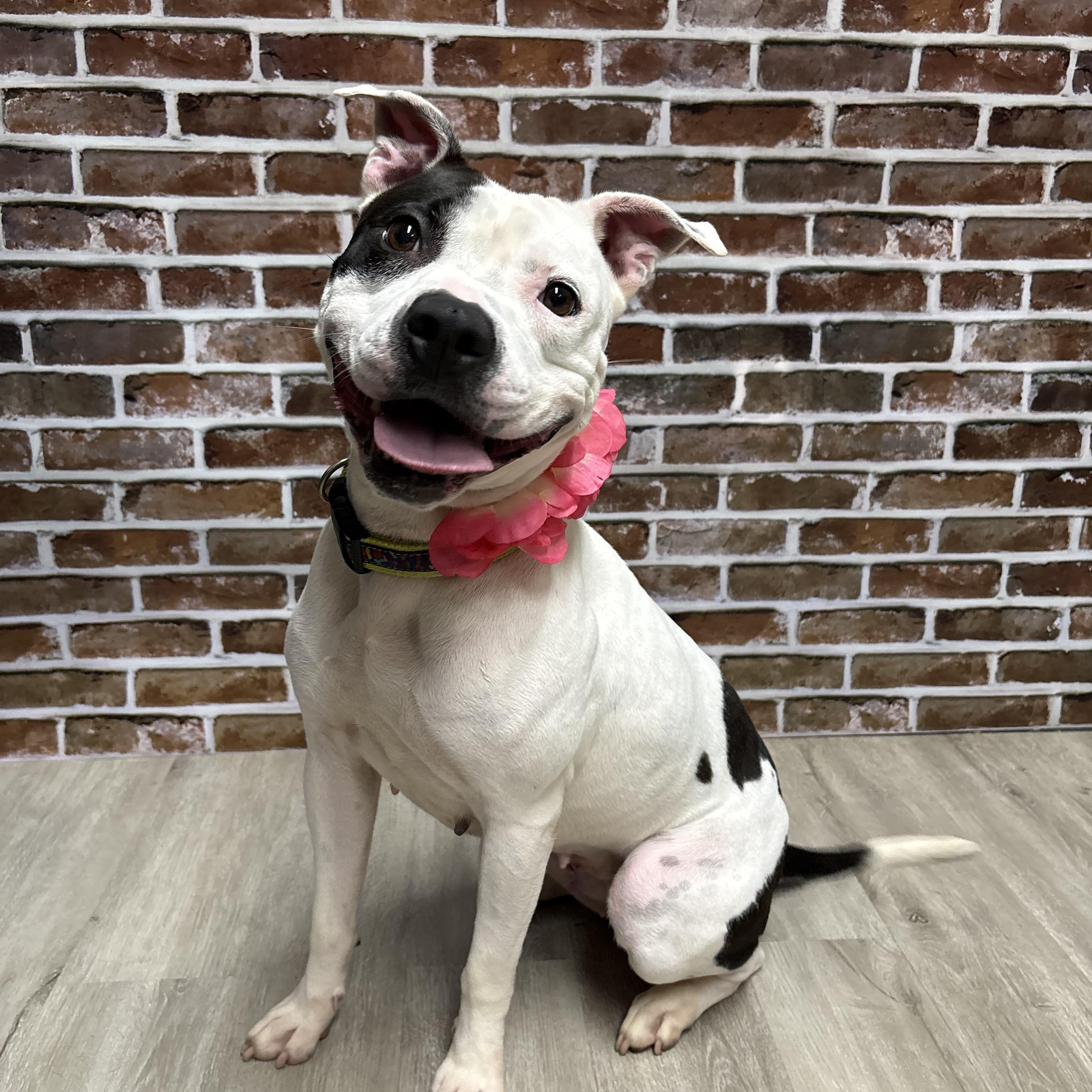 Rainier, an adoptable mixed breed in Mansfield, OH image 1/3