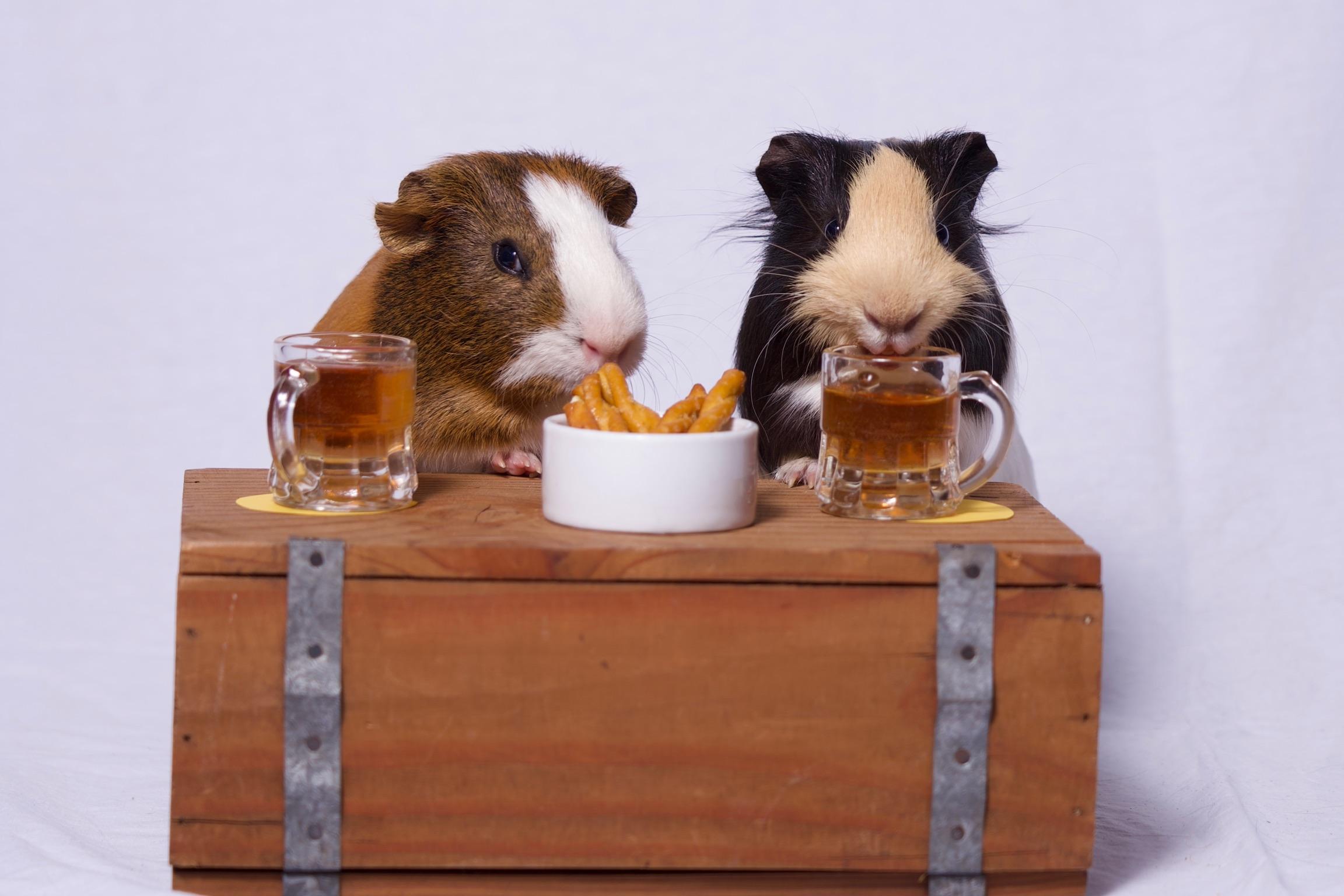 Enlarge Waffle & Syrup, a Adoptable Guinea Pig in Riverside, CA image 1/5