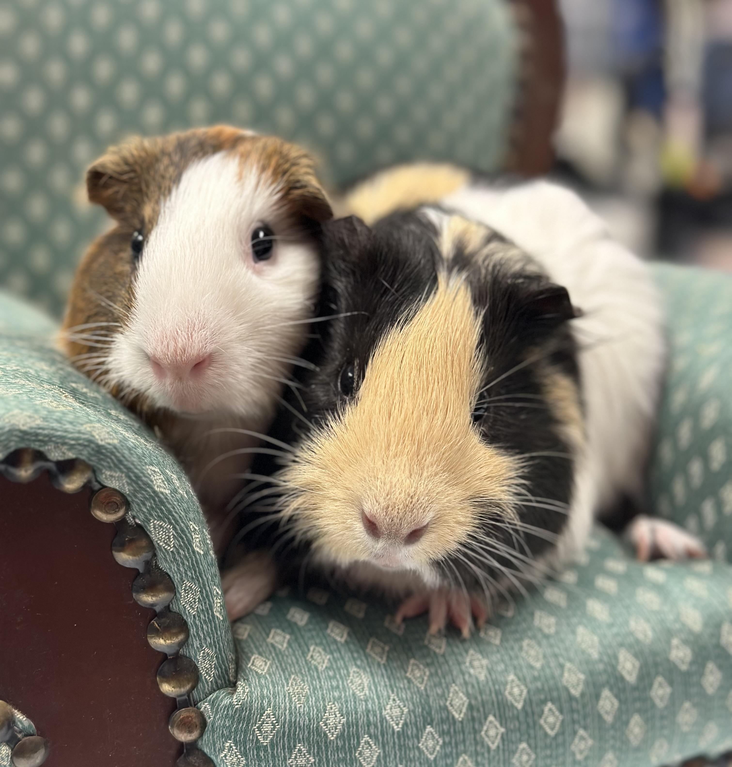 Enlarge Waffle & Syrup, a Adoptable Guinea Pig in Riverside, CA image 1/4