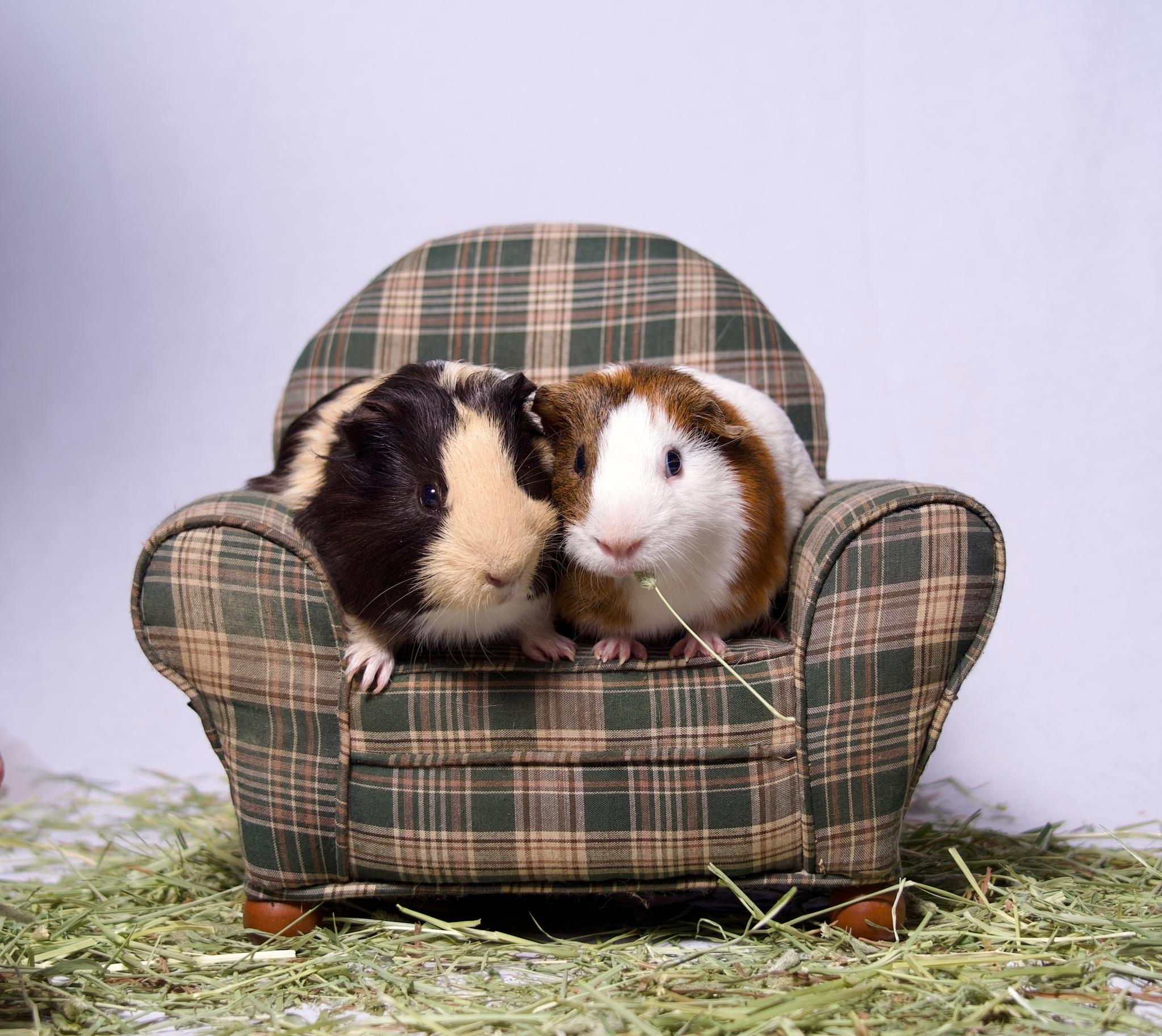 Enlarge Waffle & Syrup, a Adoptable Guinea Pig in Riverside, CA image 2/5