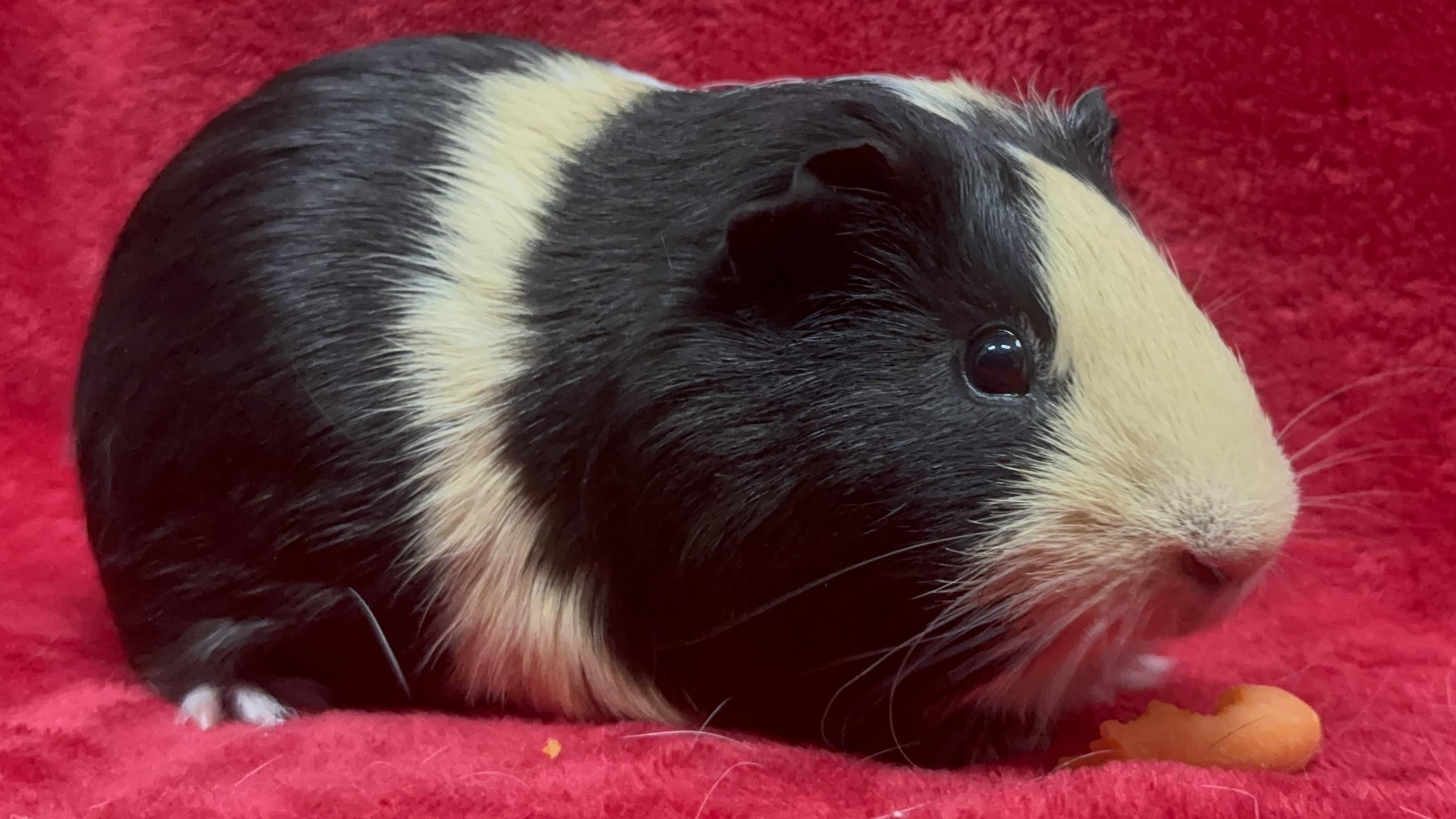 Waffle & Syrup, Adoptable, Adult Male Guinea Pig.