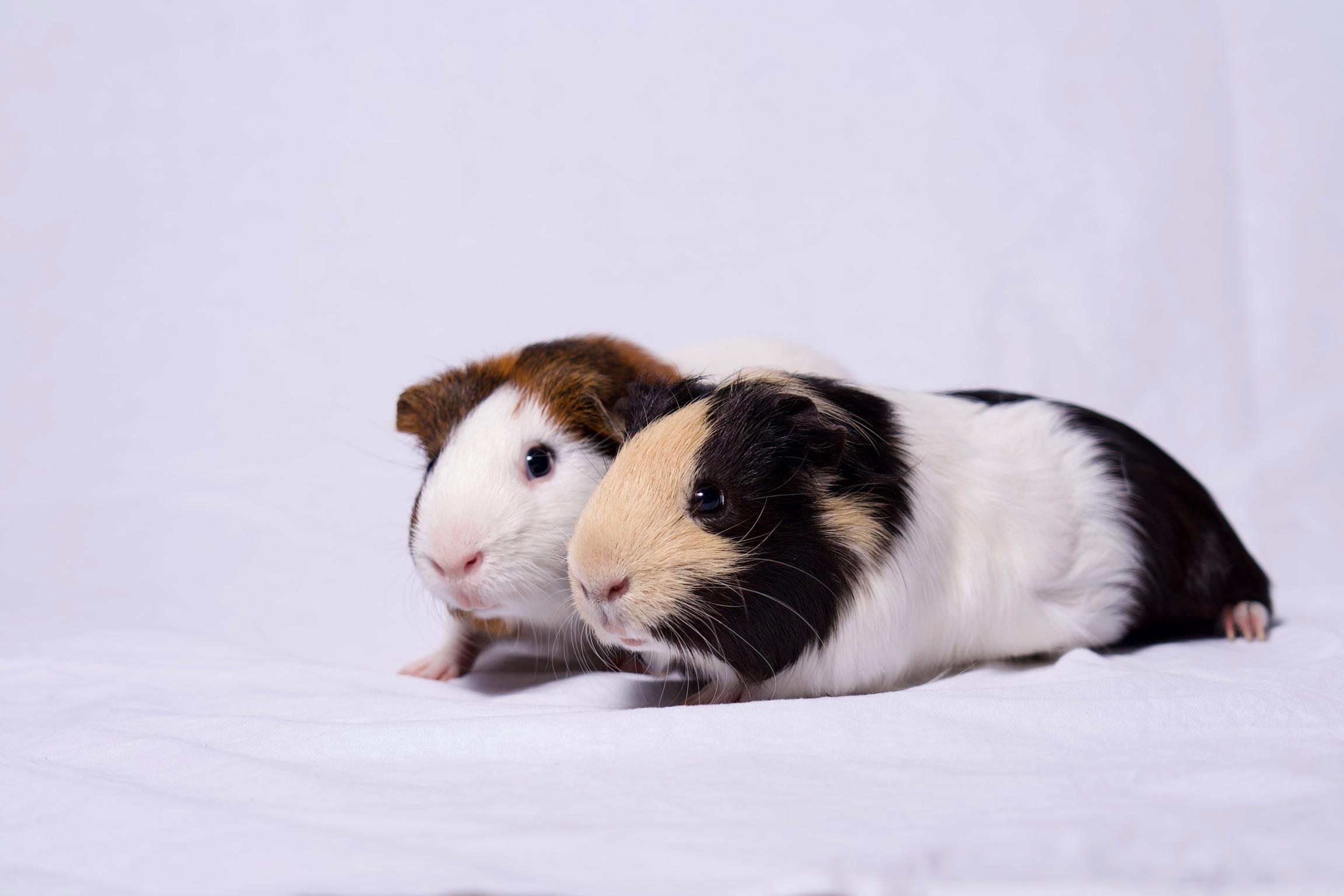Enlarge Waffle & Syrup, a Adoptable Guinea Pig in Riverside, CA image 5/5