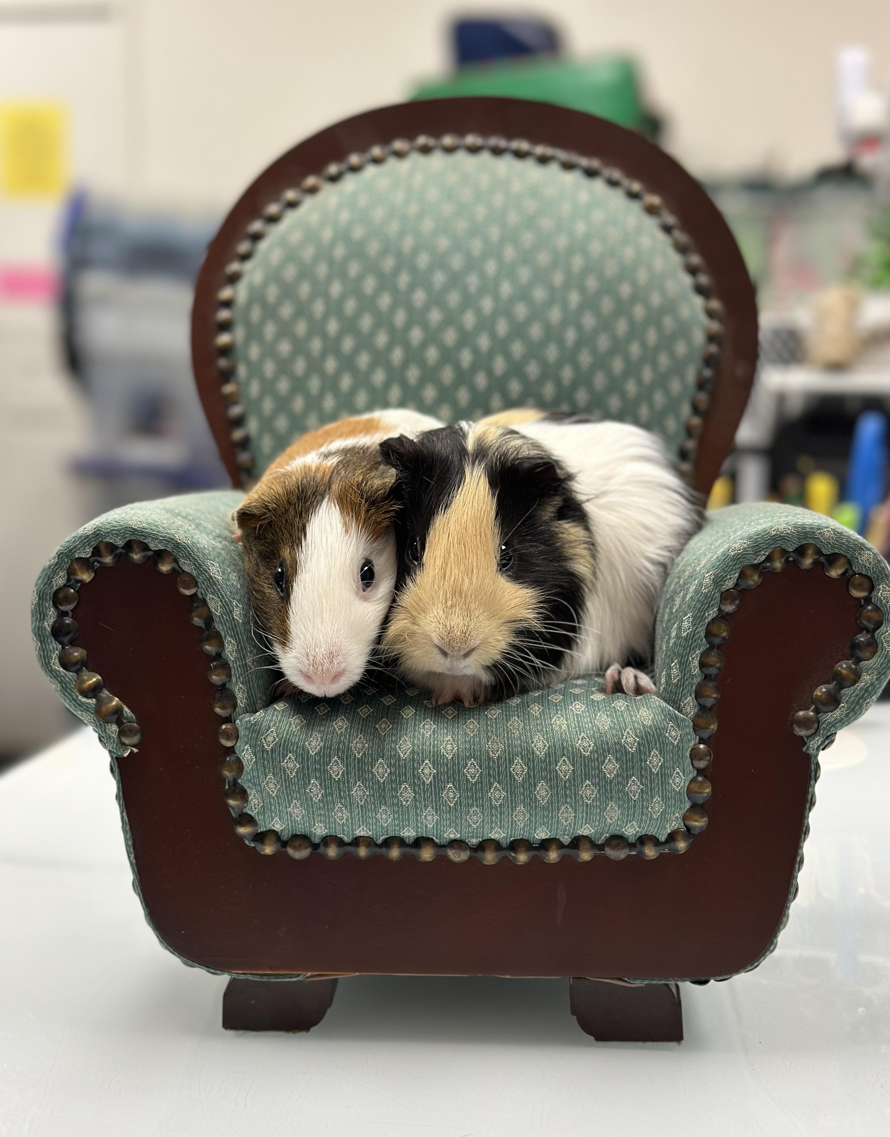 Enlarge Waffle & Syrup, a Adoptable Guinea Pig in Riverside, CA image 3/4