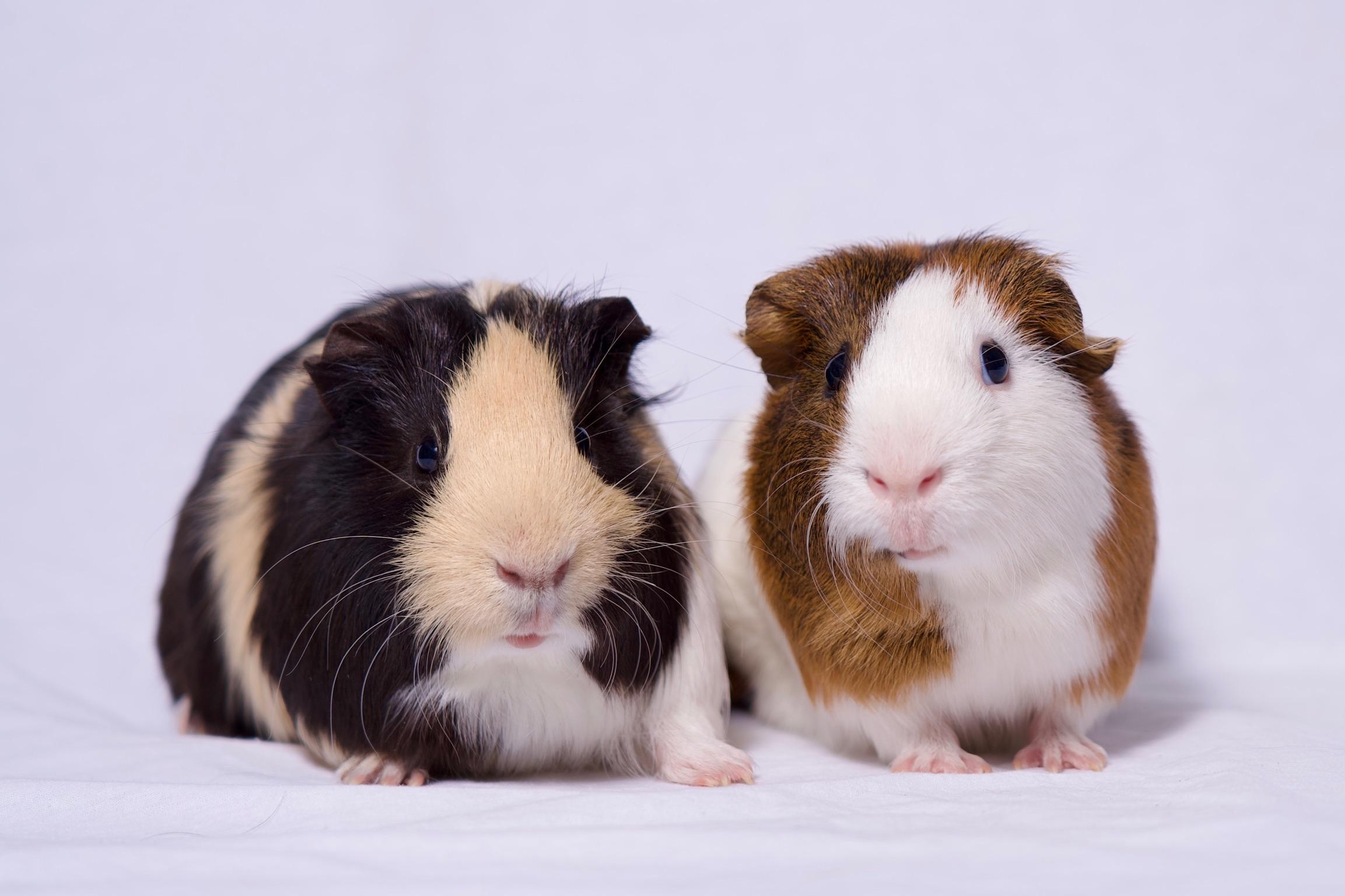 Enlarge Waffle & Syrup, a Adoptable Guinea Pig in Riverside, CA image 3/5