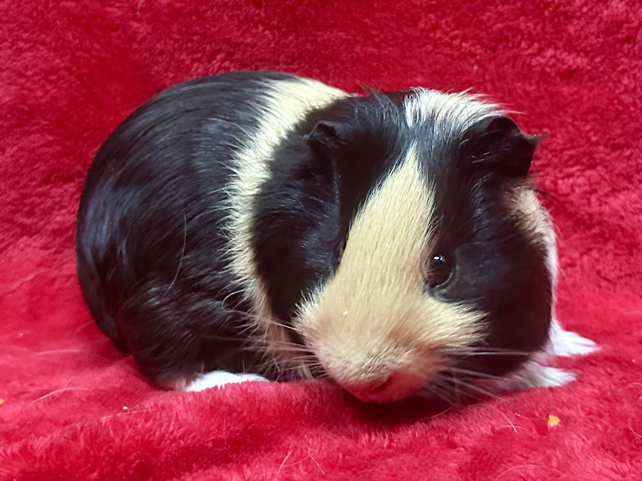 Waffle, a Adoptable Guinea Pig in Riverside, CA image 2/3