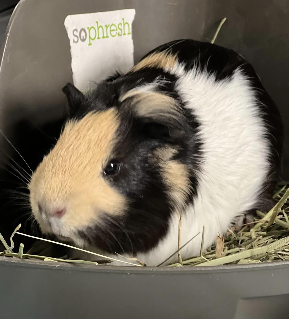 Waffle, Adoptable, Adult Male Guinea Pig.