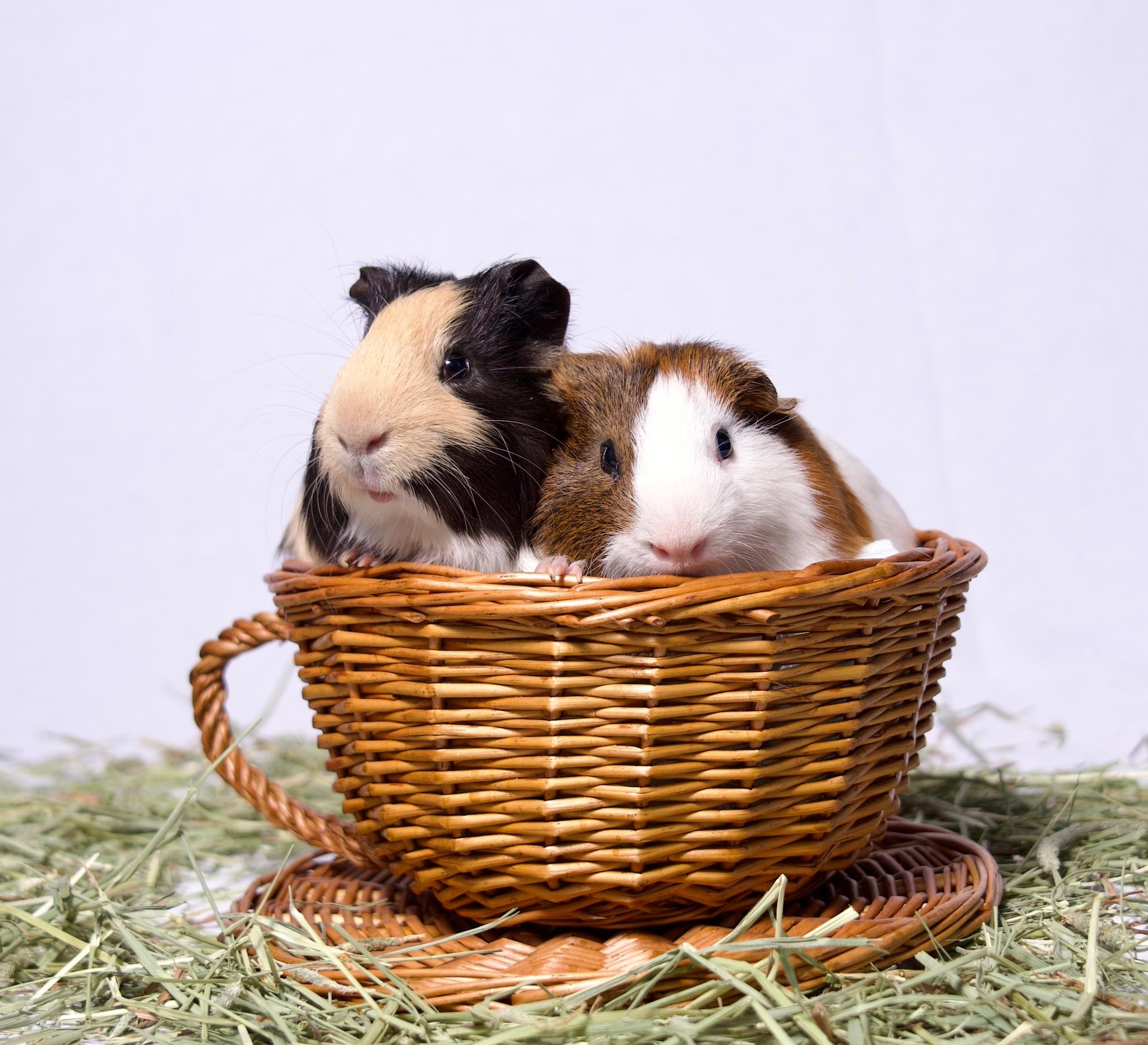 Enlarge Waffle & Syrup, a Adoptable Guinea Pig in Riverside, CA image 4/5